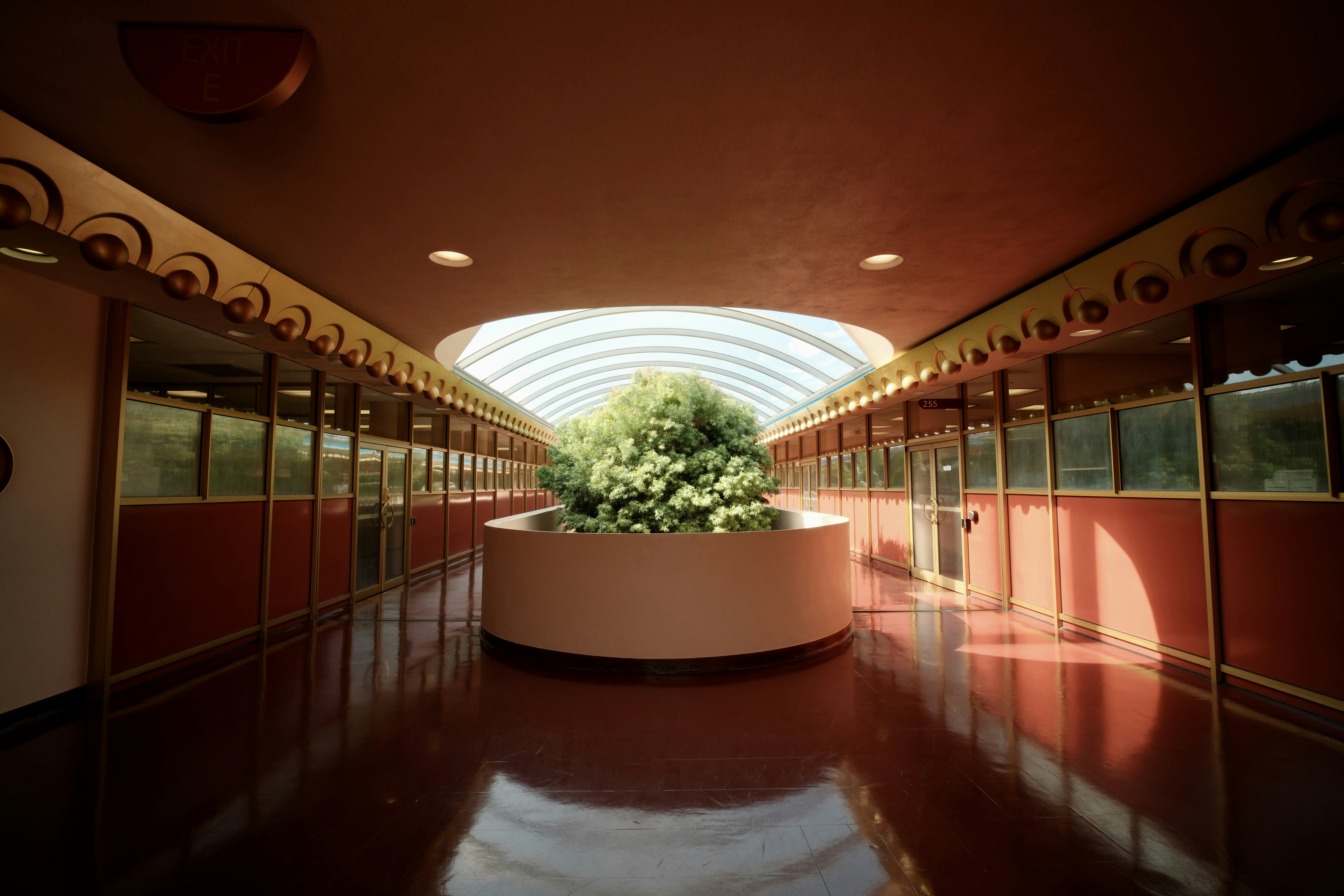 Modern hallway with a large plant and skylight.