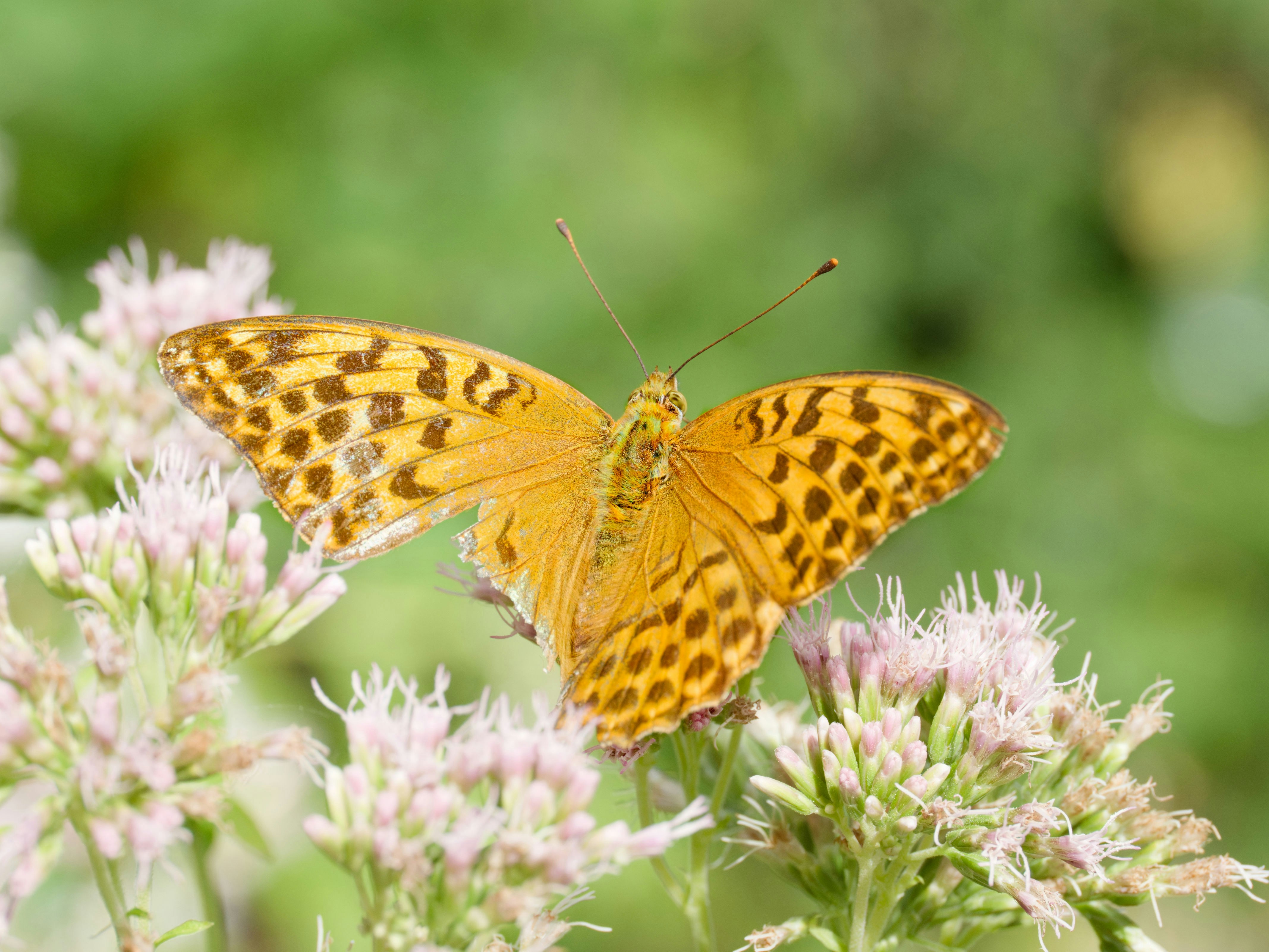 Photo by illes_cristi