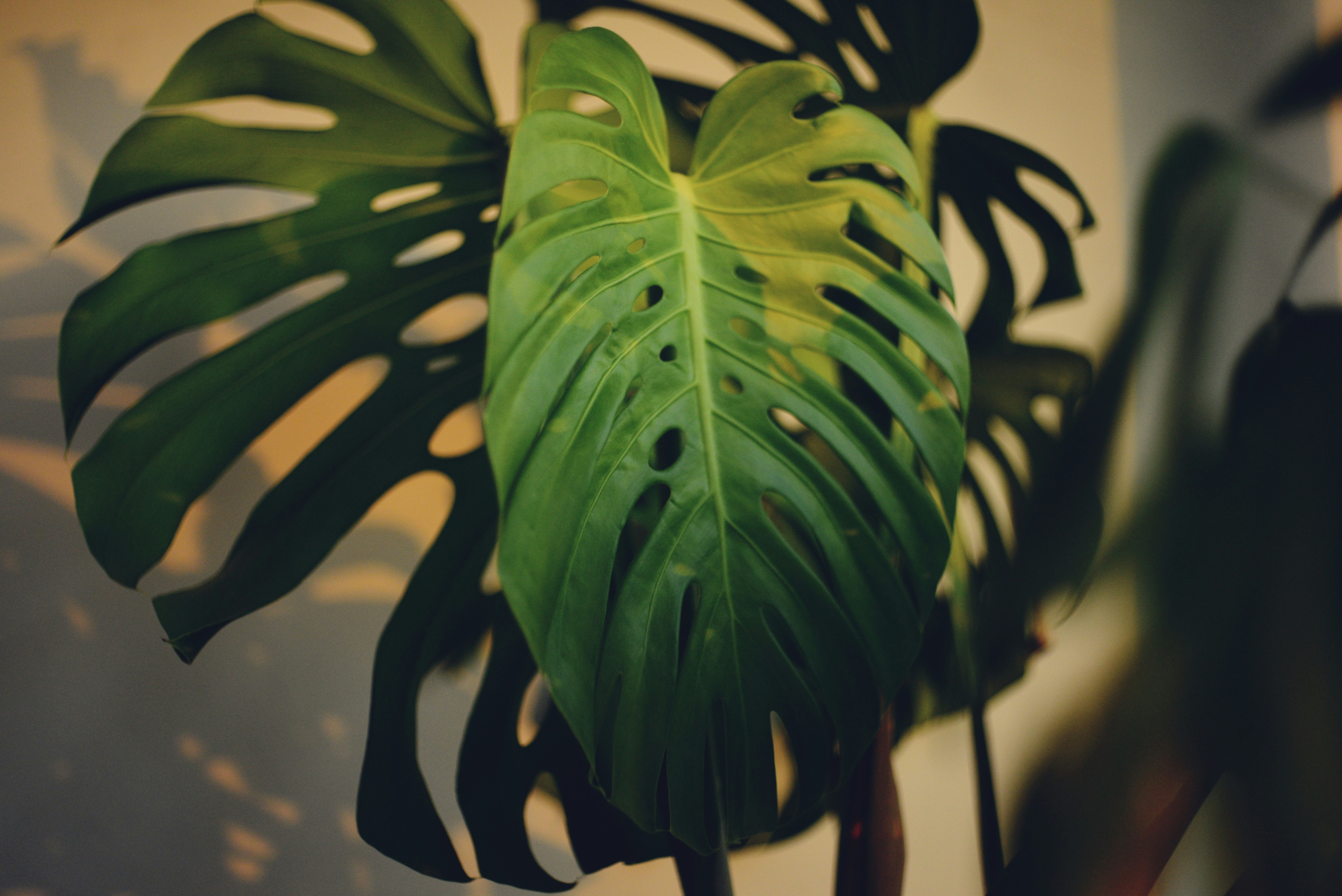 Photo by cherstve_pechivo