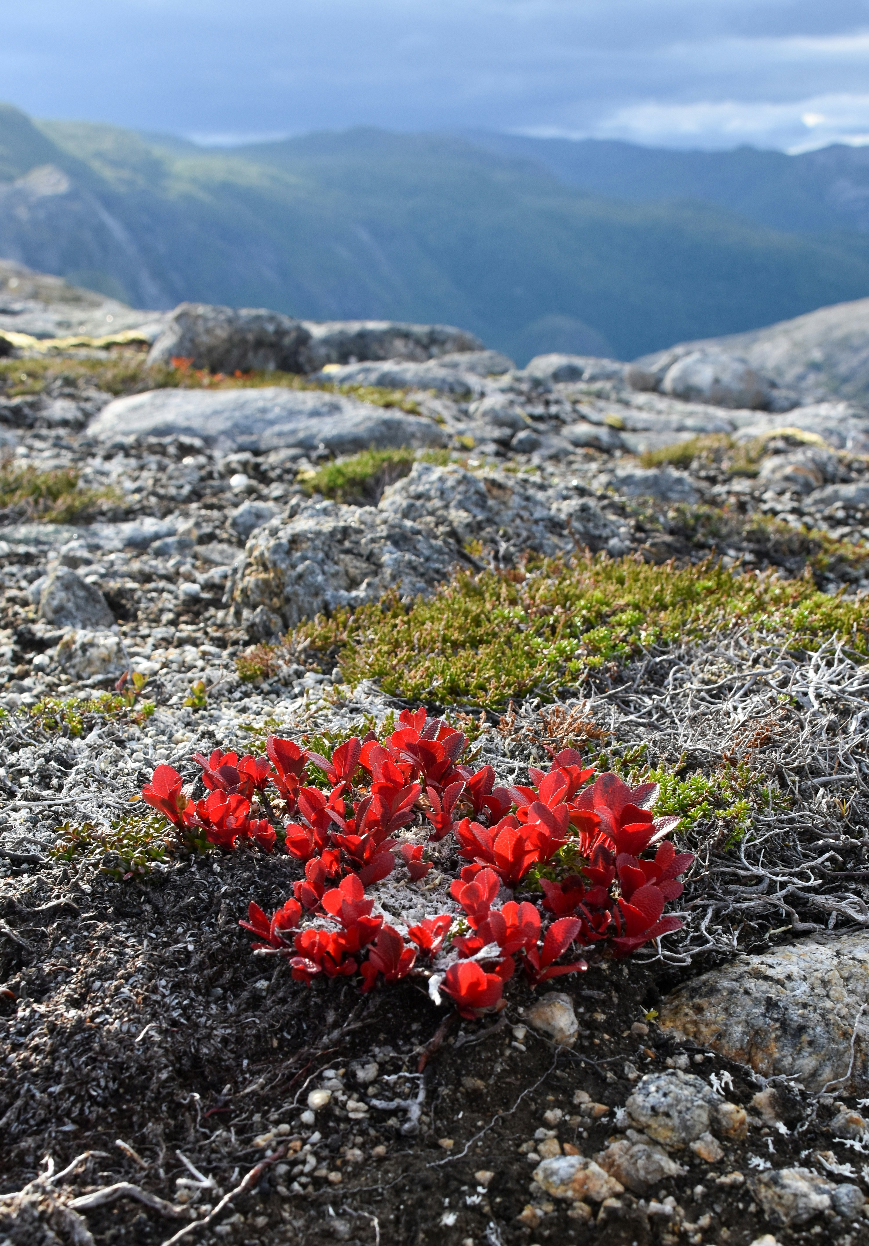 Photo by niklasjonasson