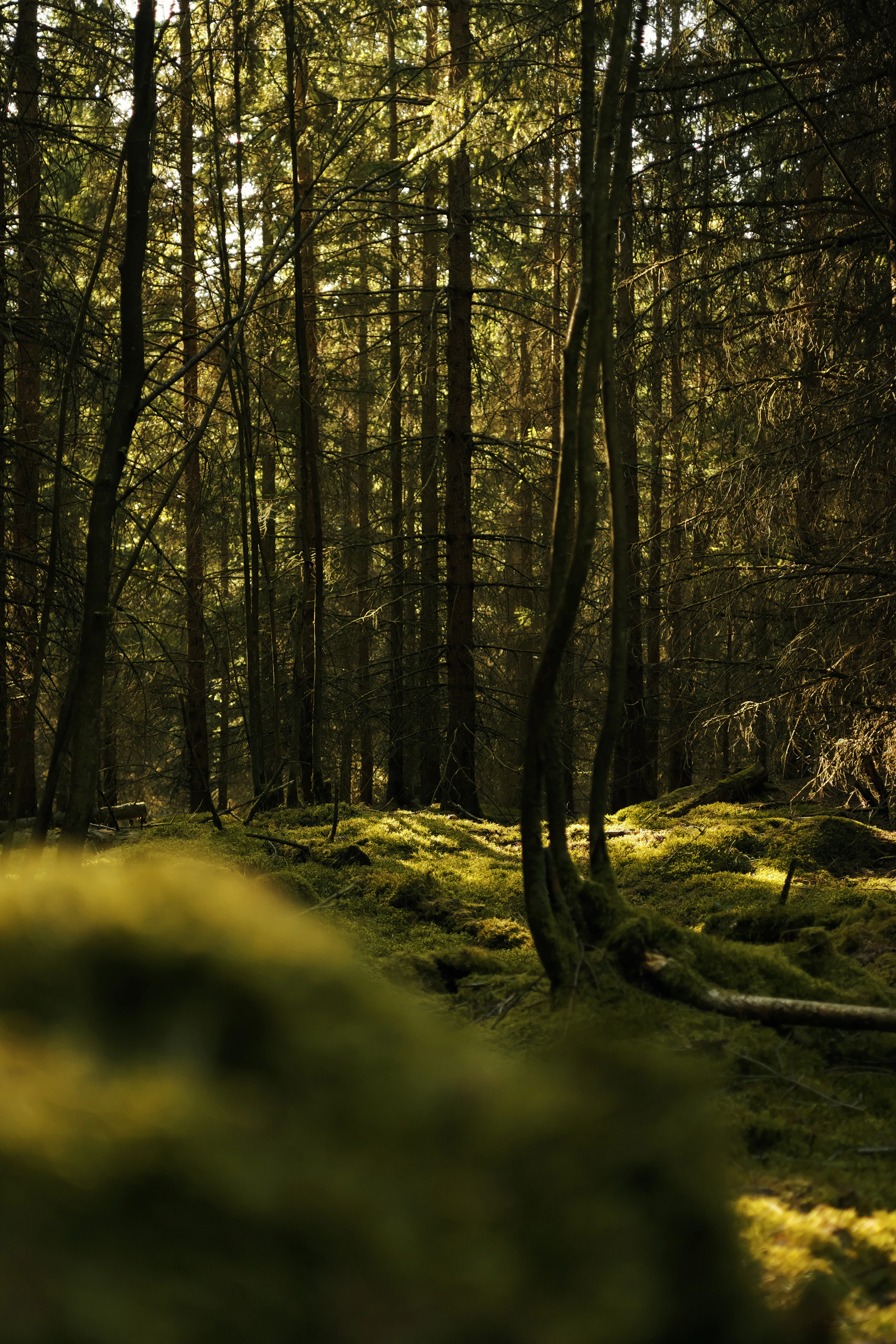 Sunlight filters through a dense, moss-covered forest