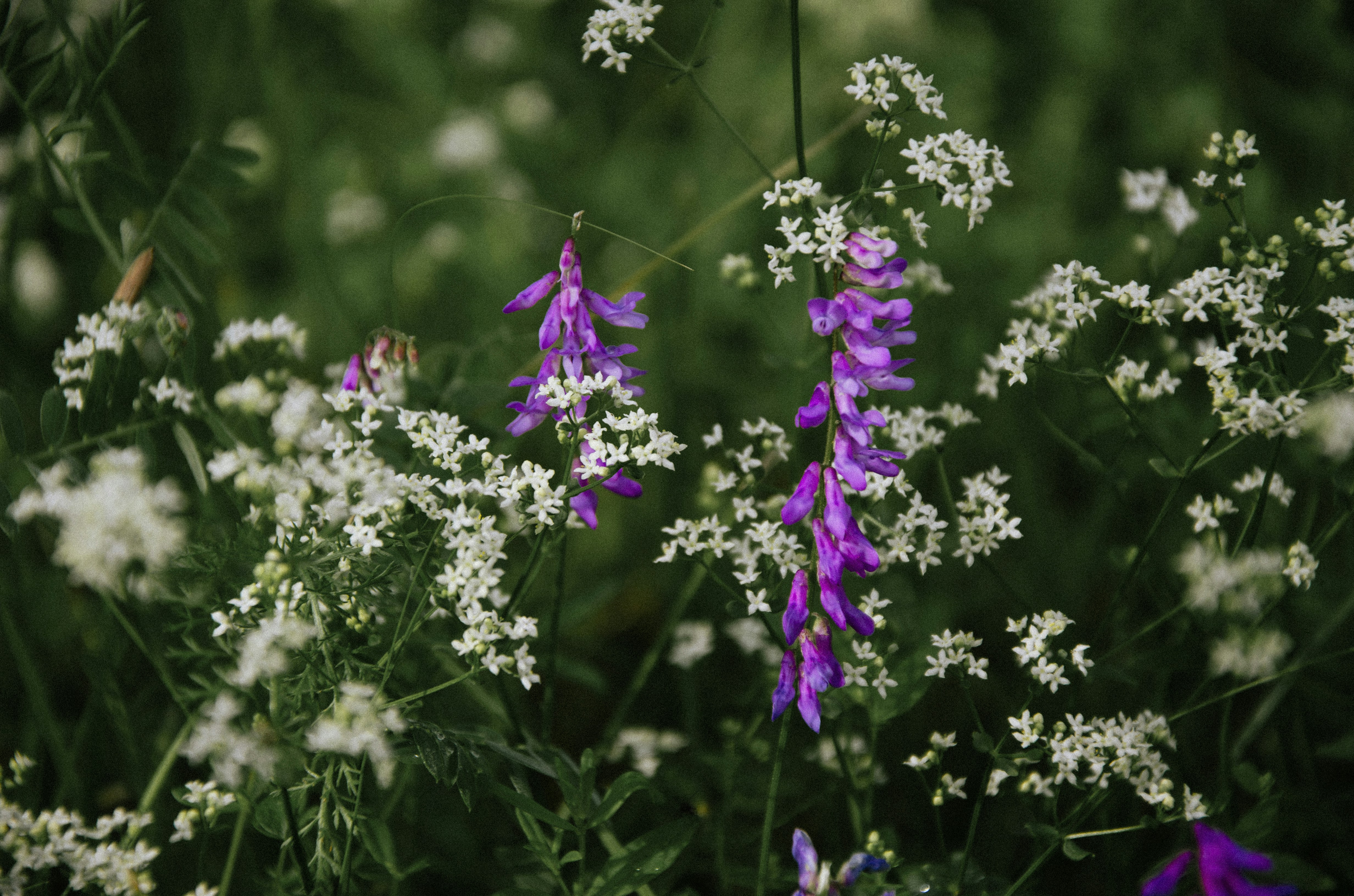 Photo by anya_nuta_anuta10