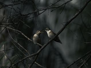 Two hummingbirds perched on a branch