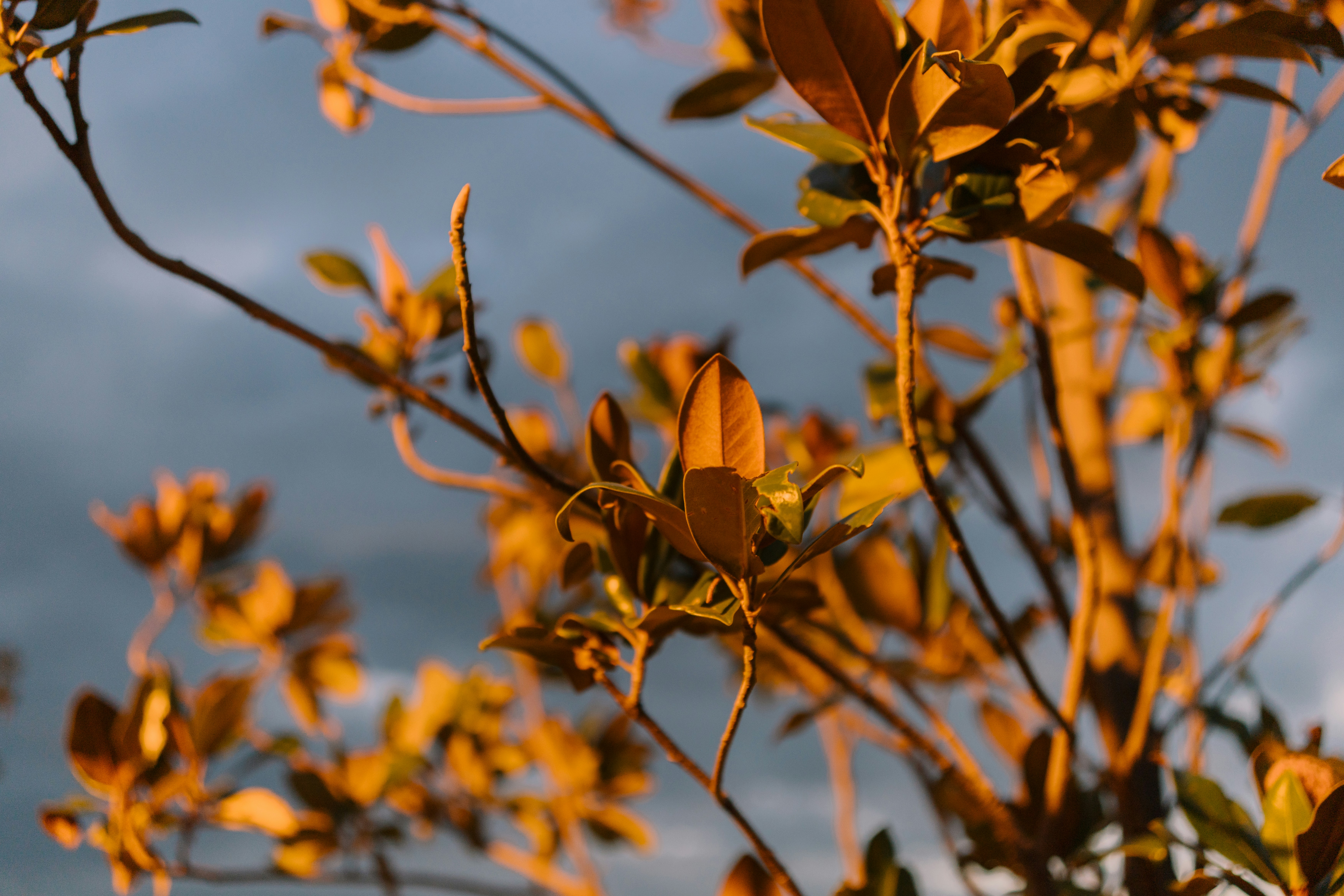 Golden leaves on branches against a cloudy sky