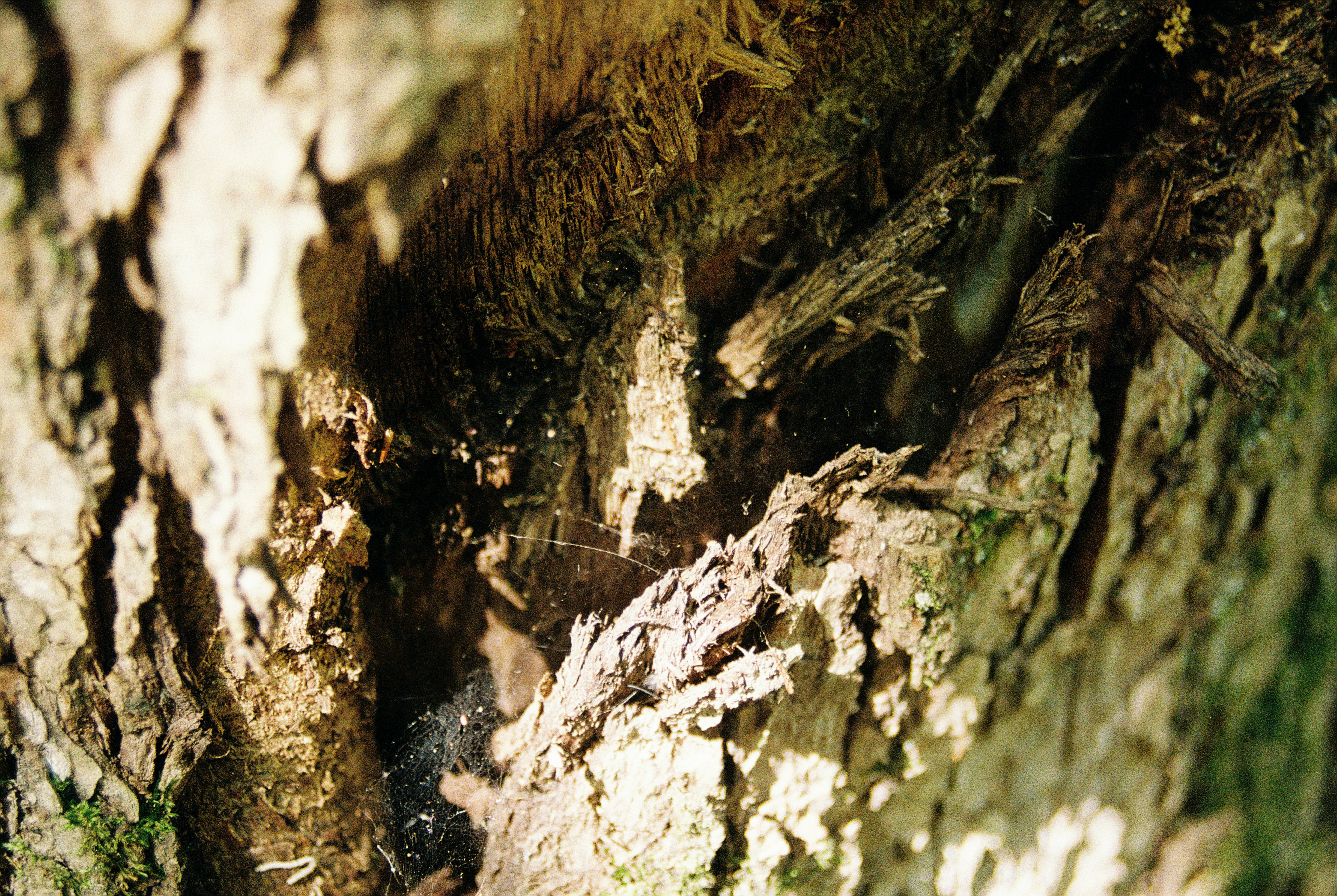 Photo by juliankraus