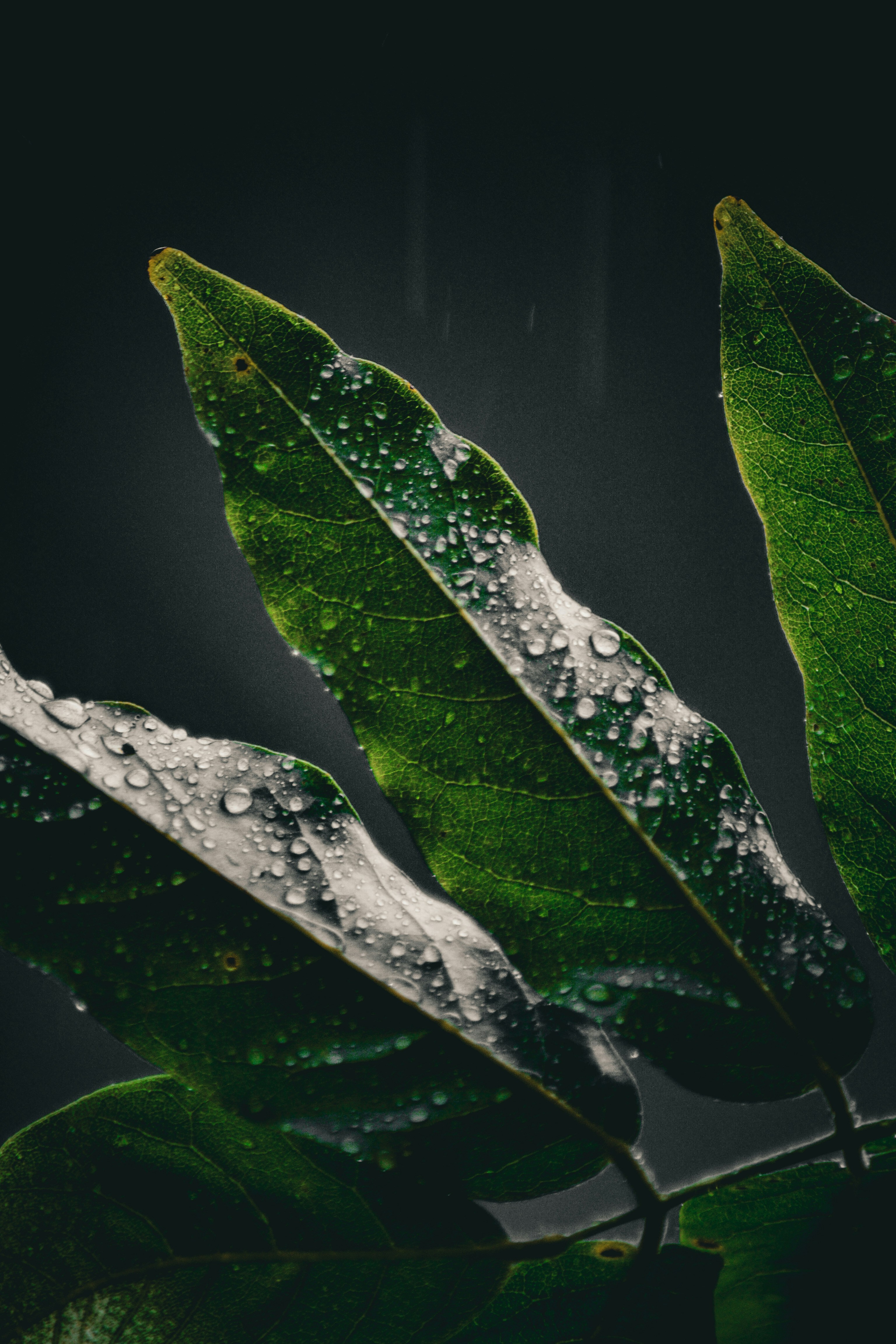 Photo by bataguiflavian