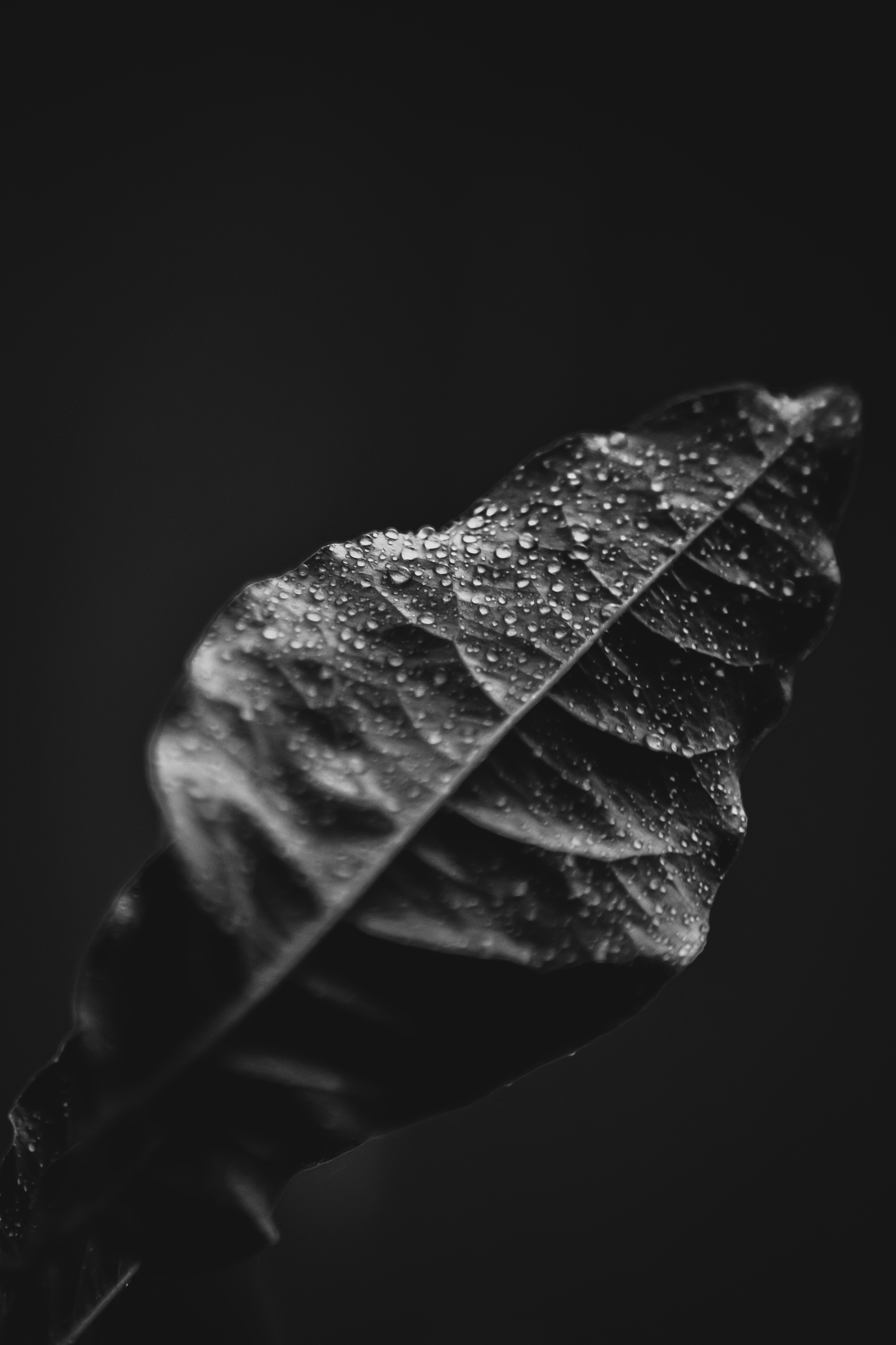 Photo by bataguiflavian