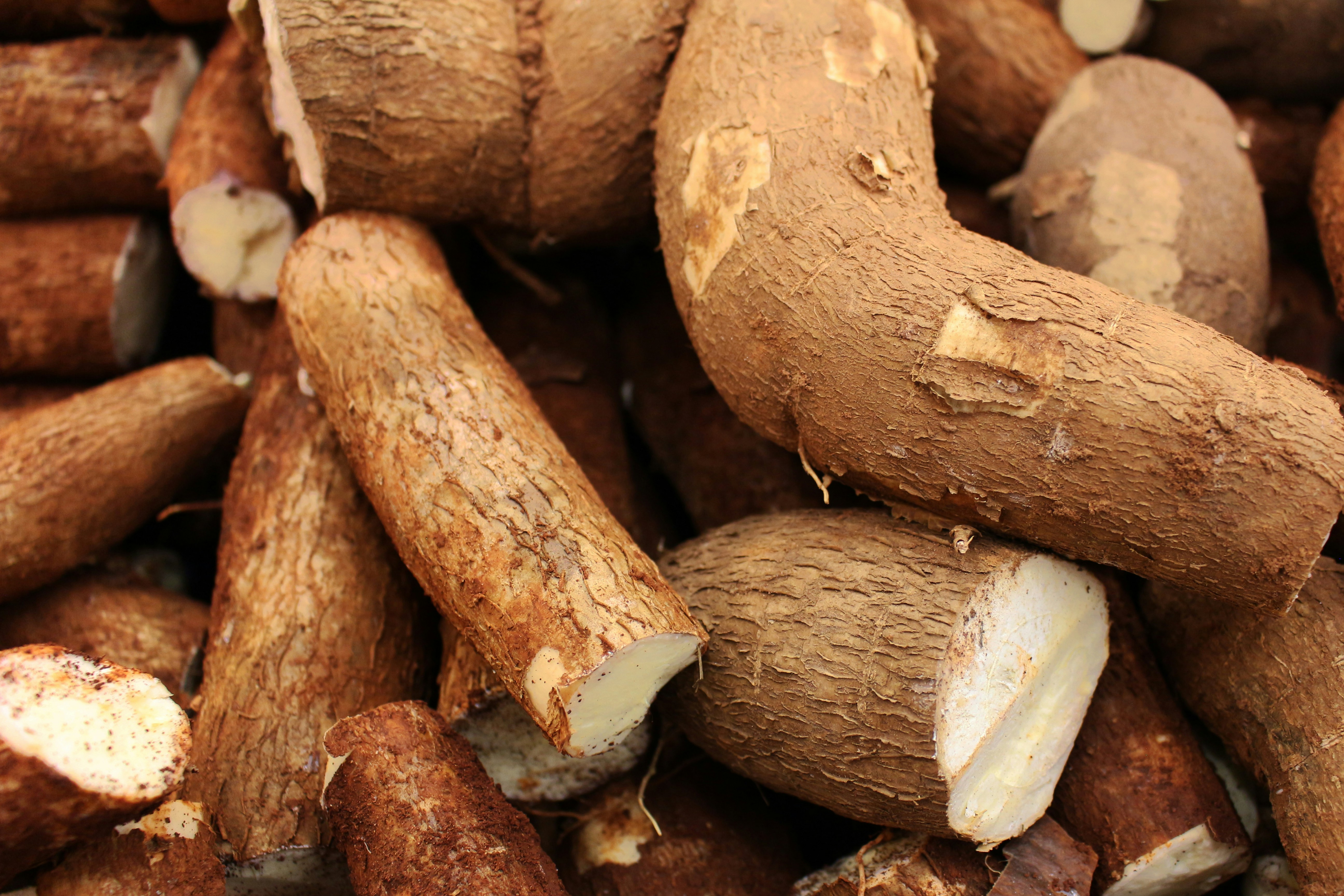 Pile of freshly harvested cassava roots