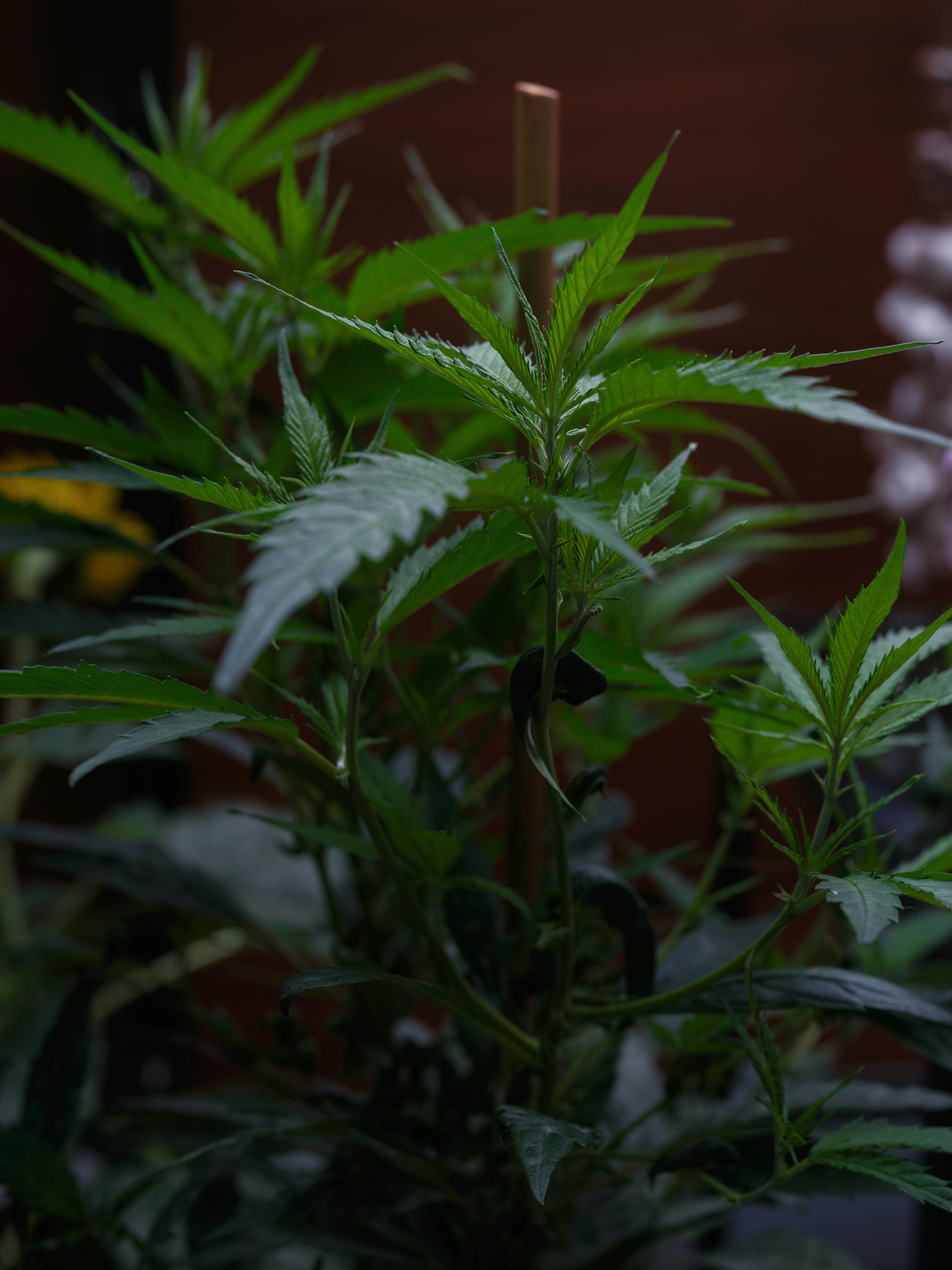 Photo by haberdoedas