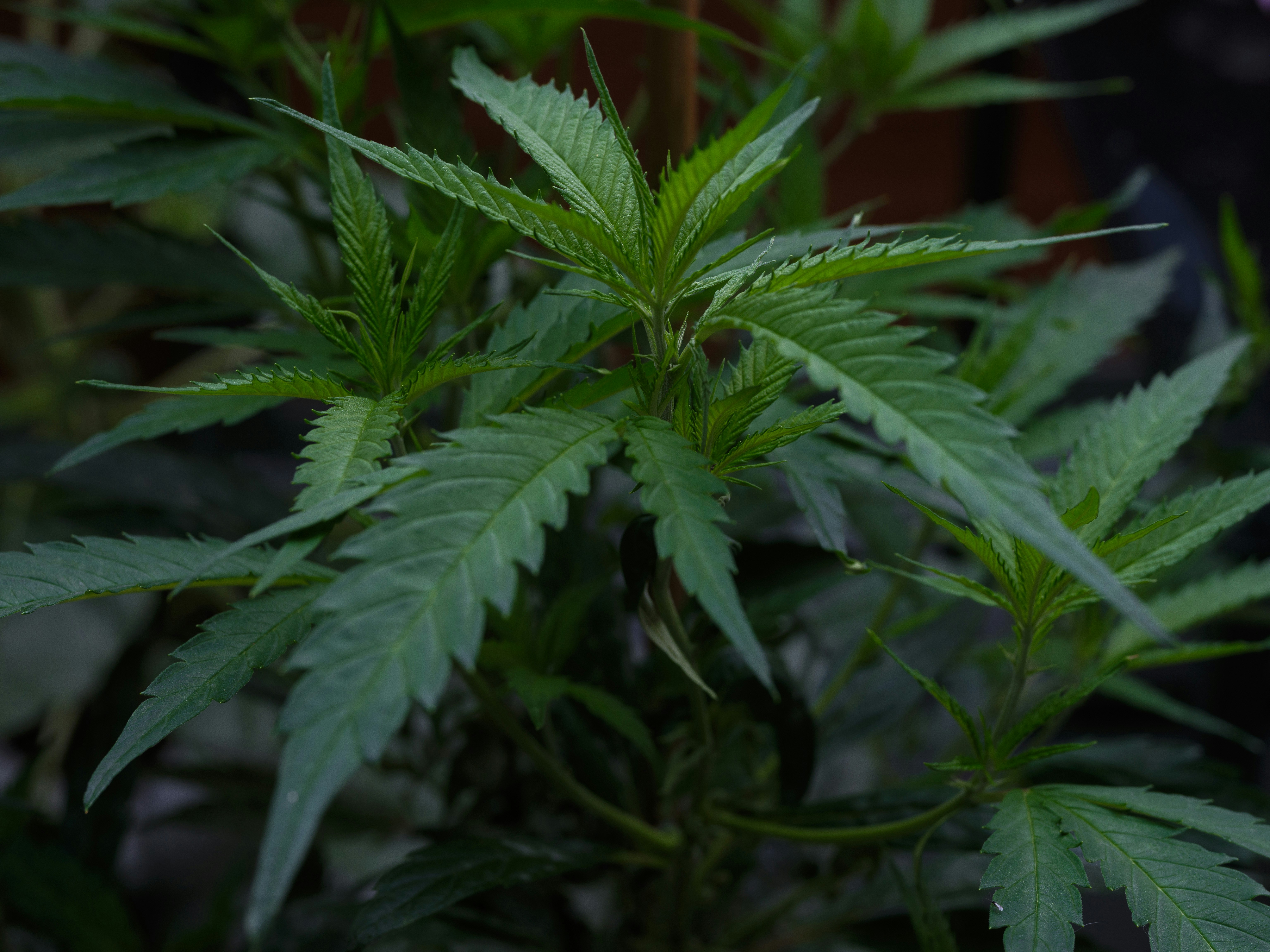 Photo by haberdoedas