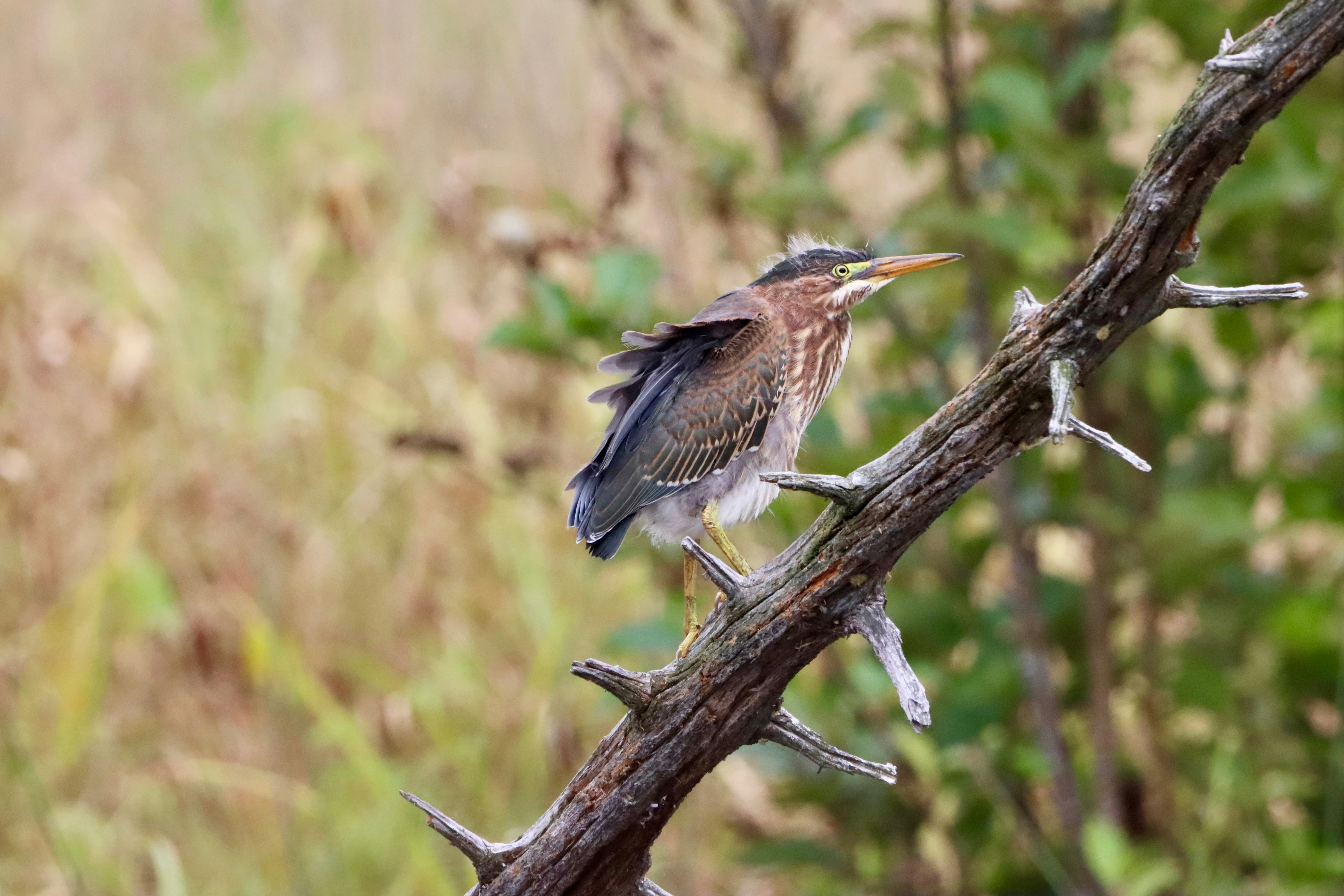 Photo by stephgibeaultart