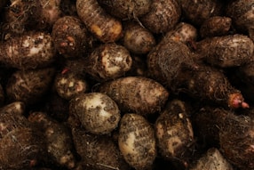 A pile of freshly harvested taro roots