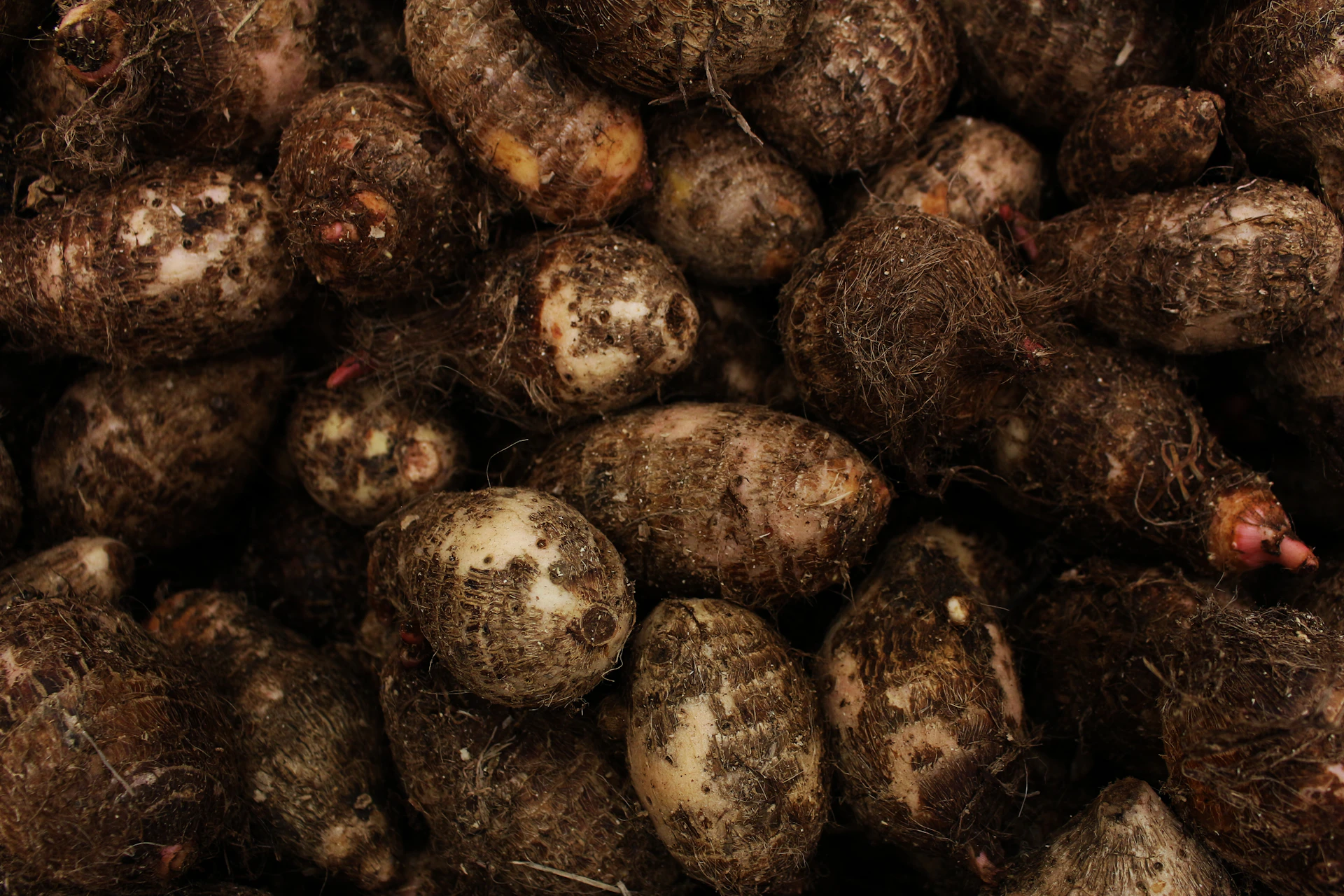 A pile of freshly harvested taro roots