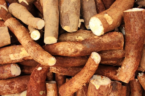 Pile of raw cassava roots