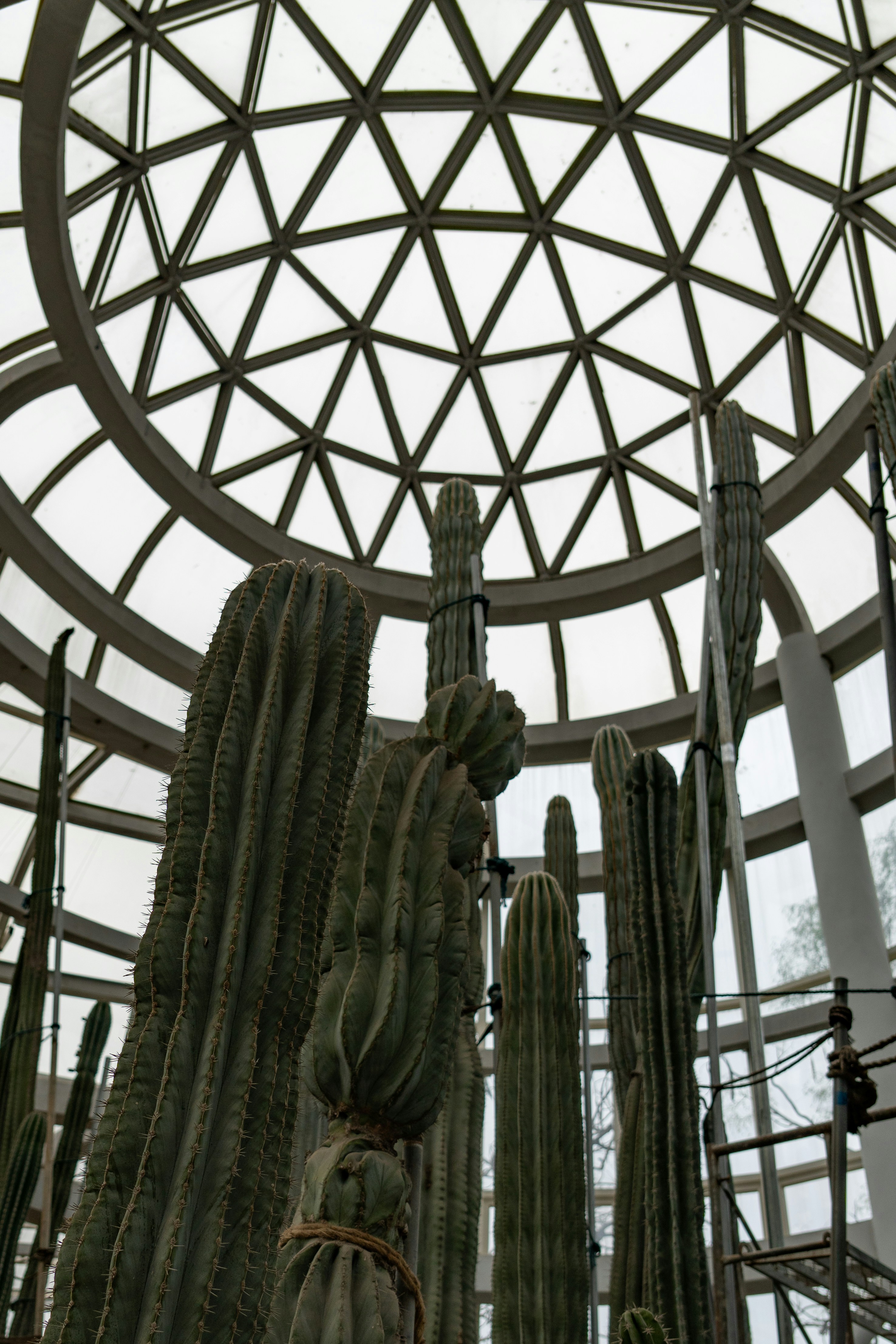 Tall cacti inside a geodesic dome greenhouse