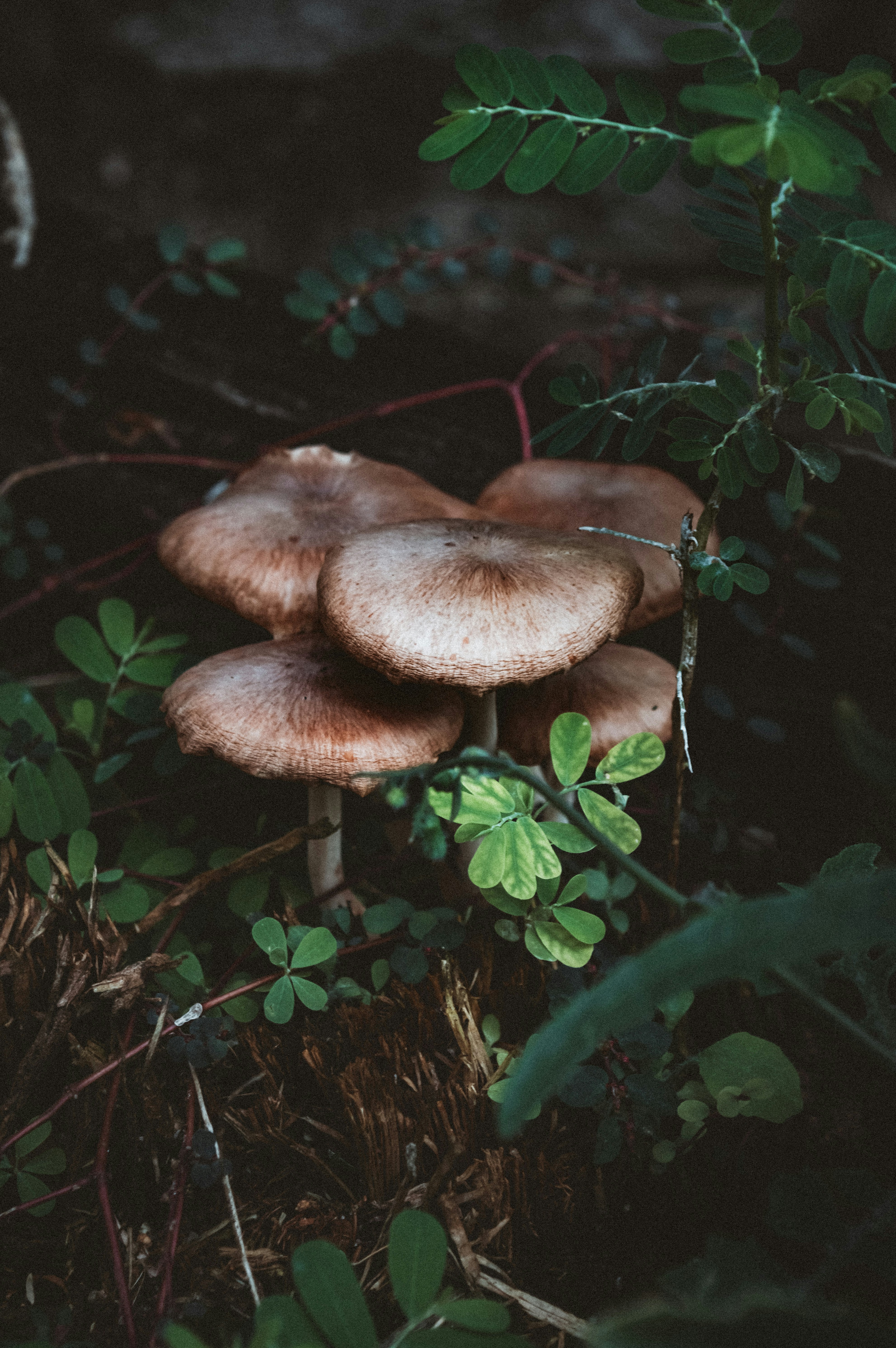 A cluster of brown mushrooms grows among green leaves.