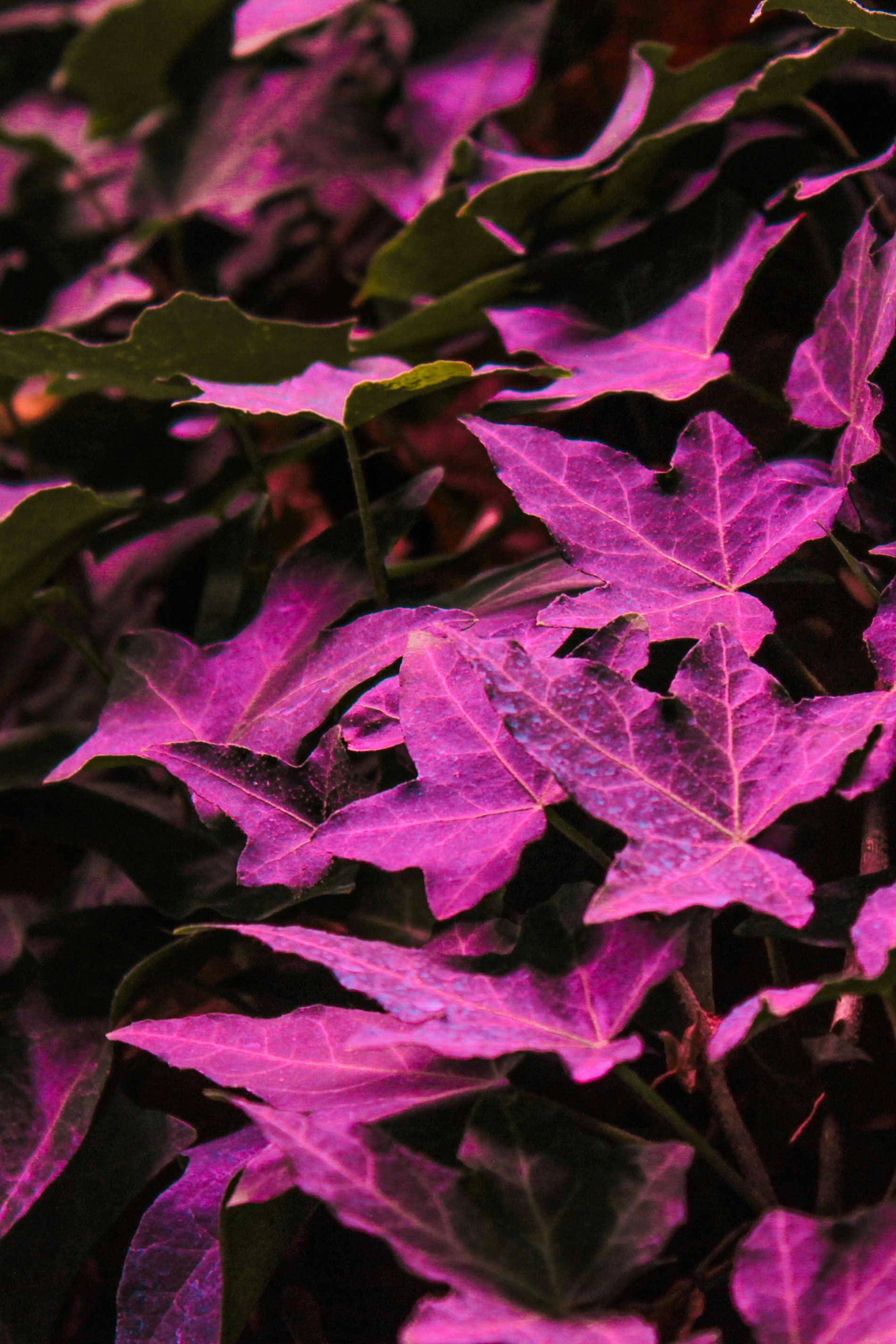 Close-up of vibrant pink ivy leaves in soft light