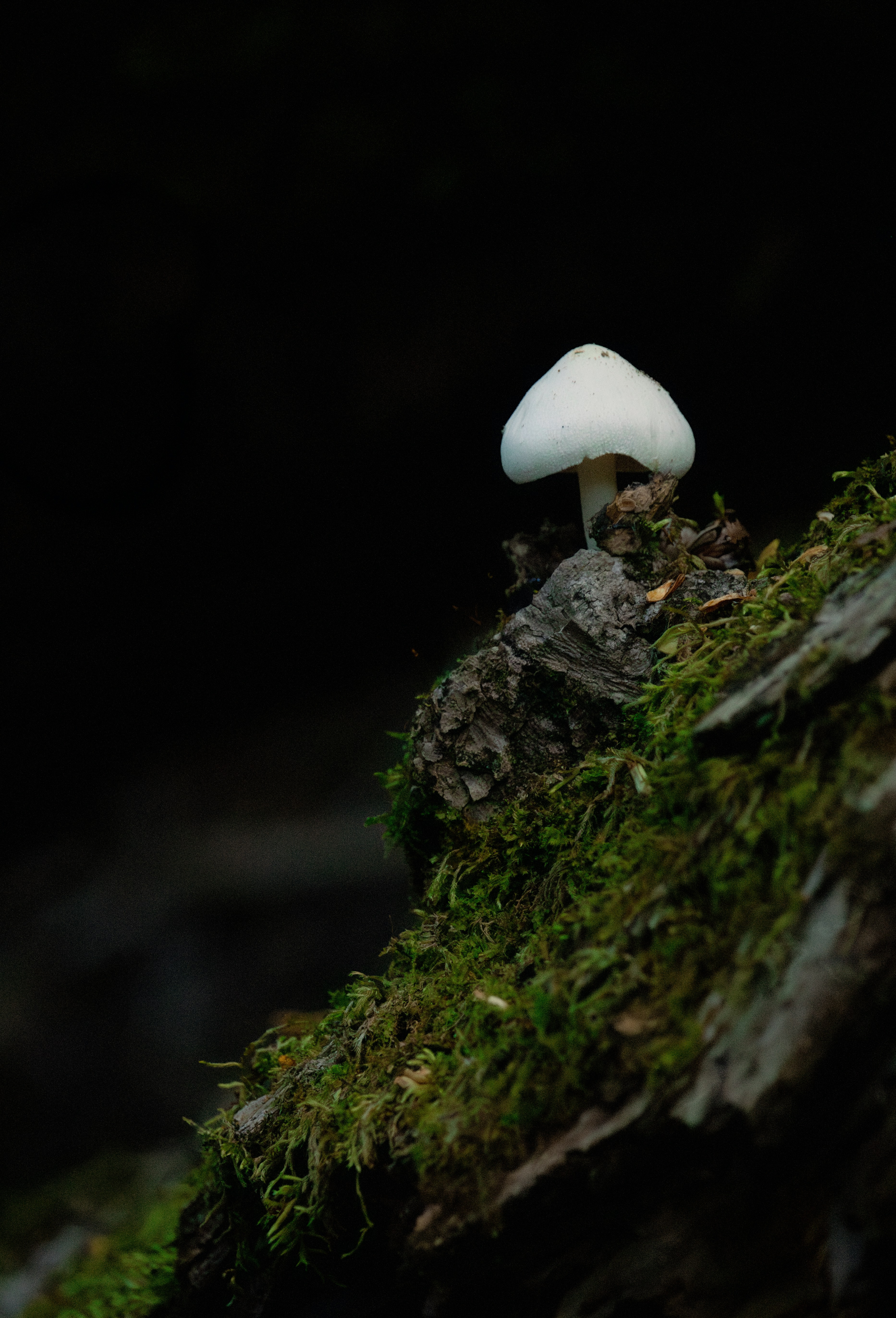 A single white mushroom grows on mossy bark.