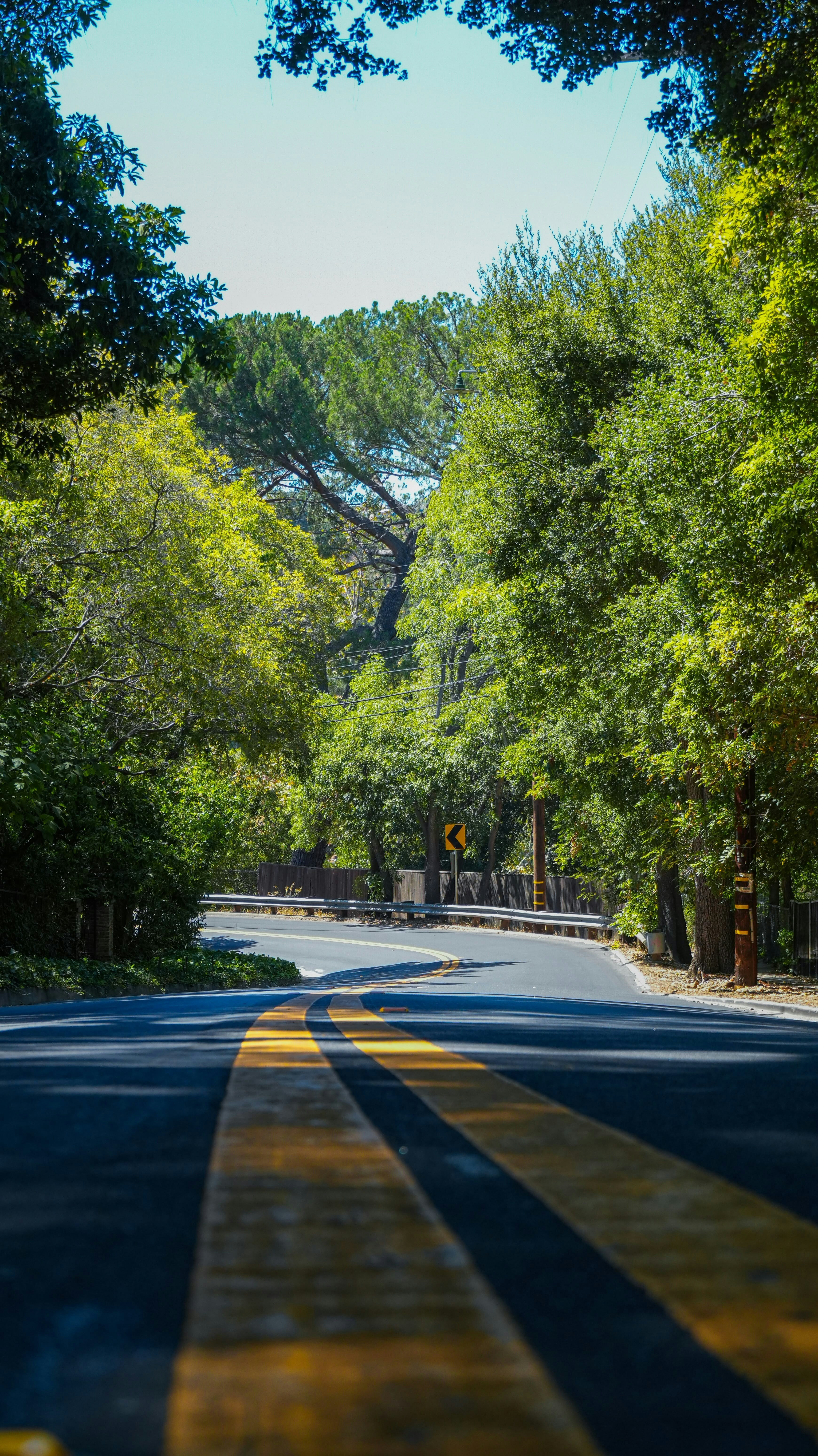 A winding road through a lush green forest