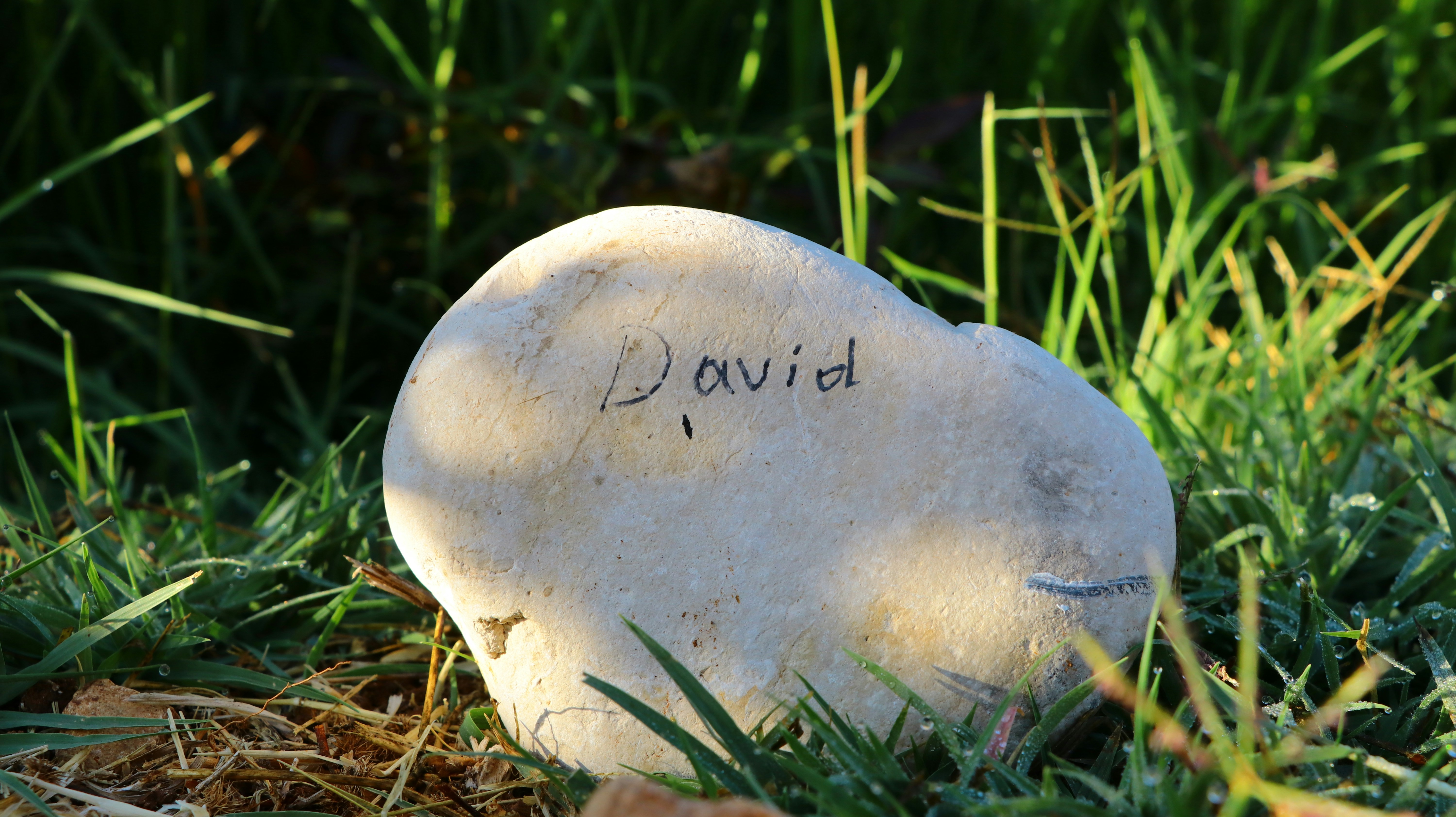 David Goggins Birthday Wishes: Powerful, Raw & Inspiring