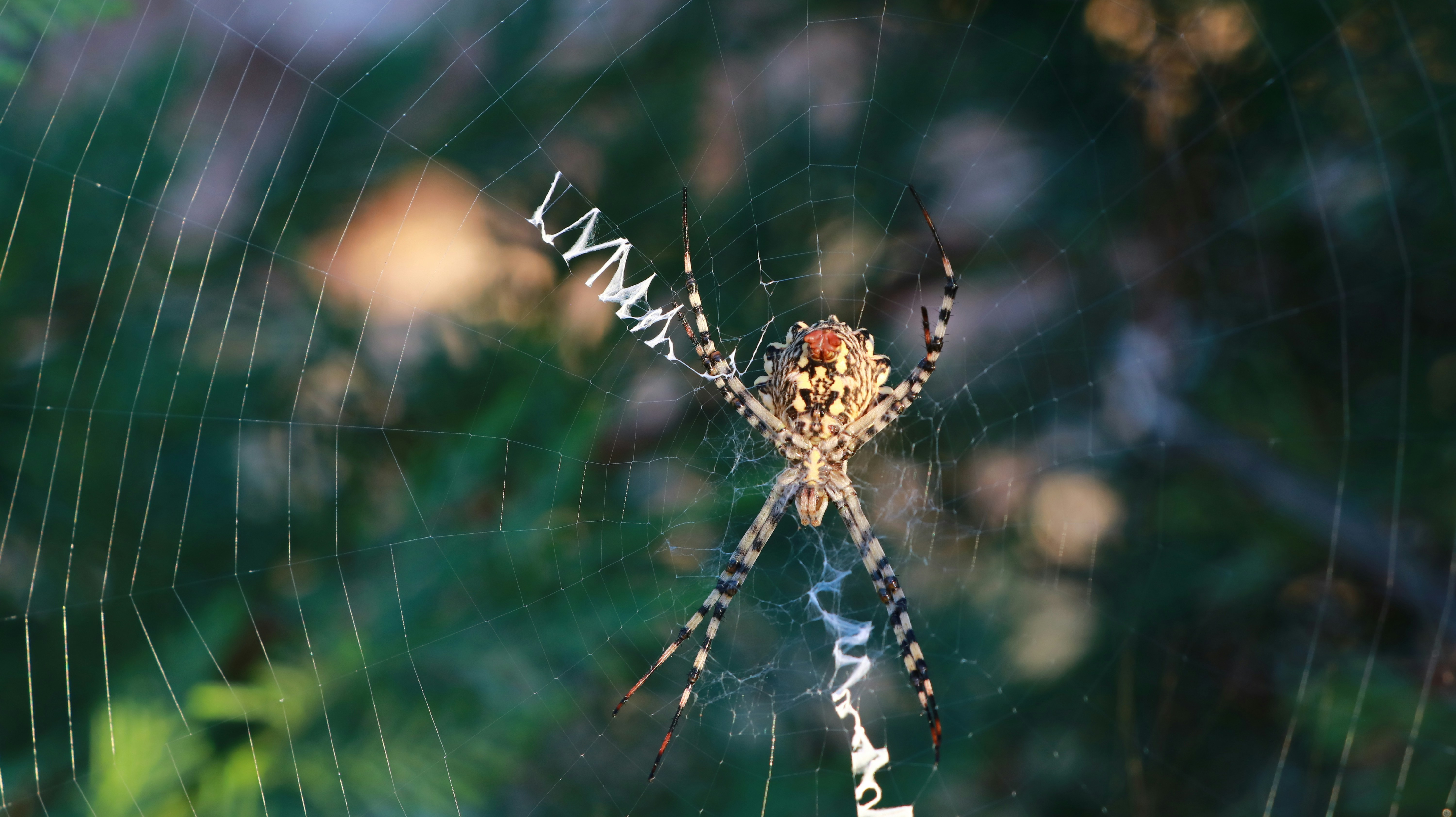 Photo by jack_harbieh