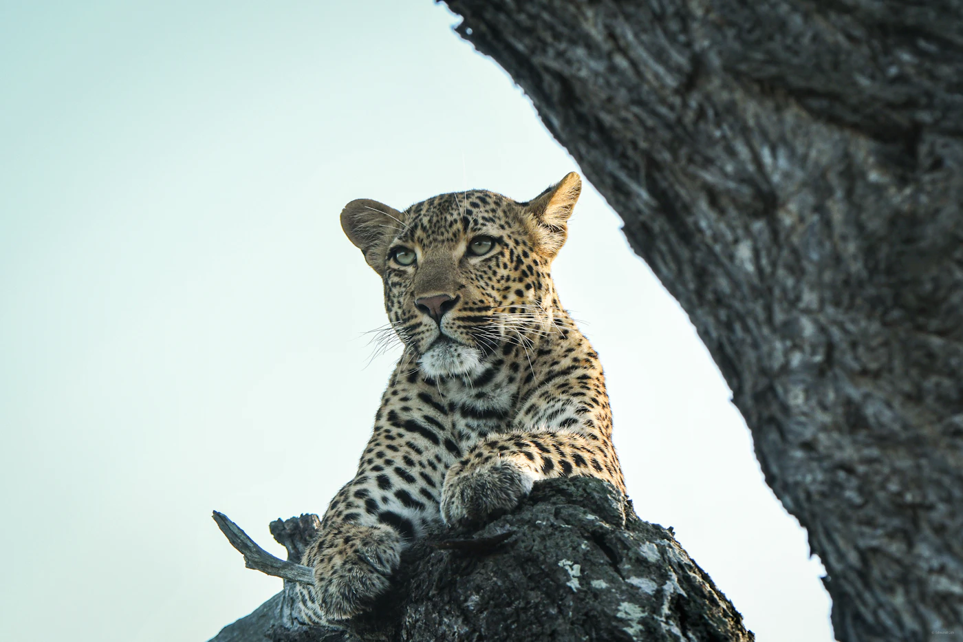 Leopard staring into the camera in soft golden light