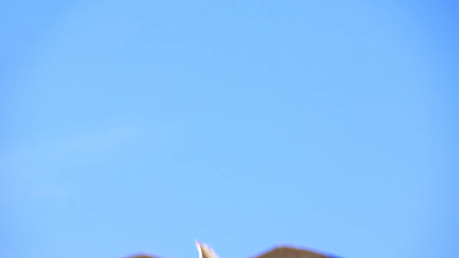 卡利博街頭節慶期間擁擠的人群和彩色裝飾