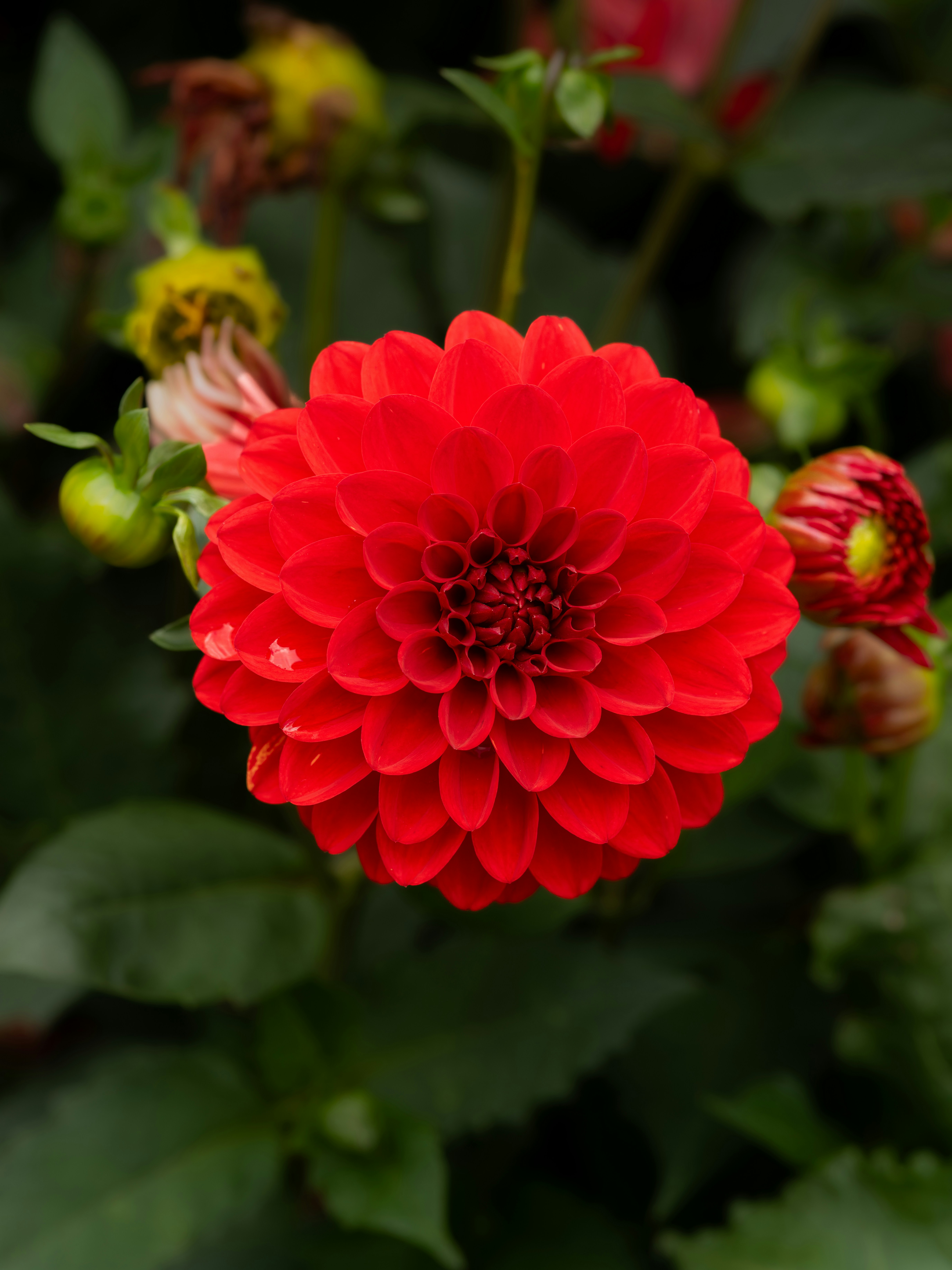 Photo by siegfriedpoepperl