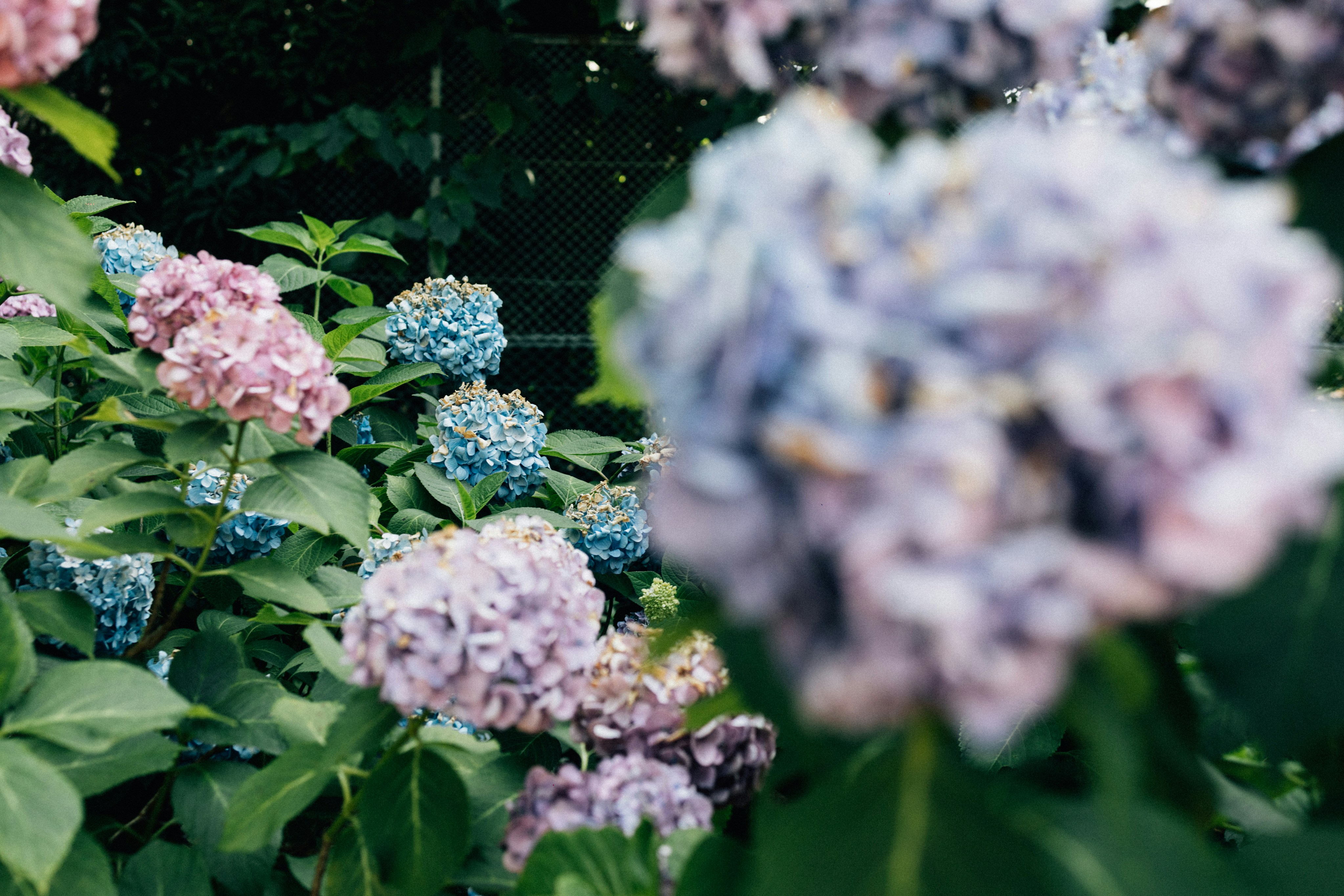 Photo by tsuyoshikozu