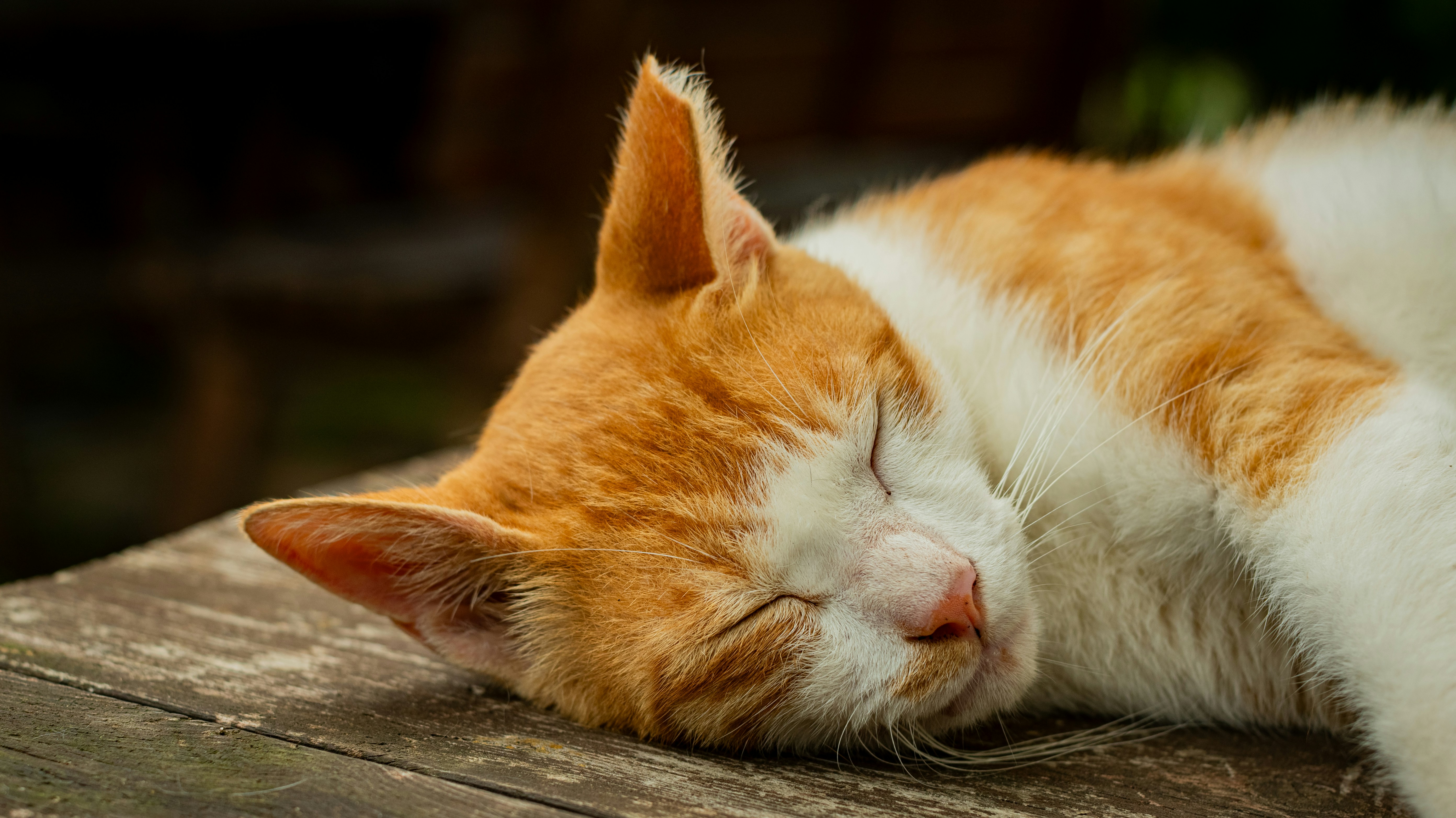 Photo by ttokttak_noir