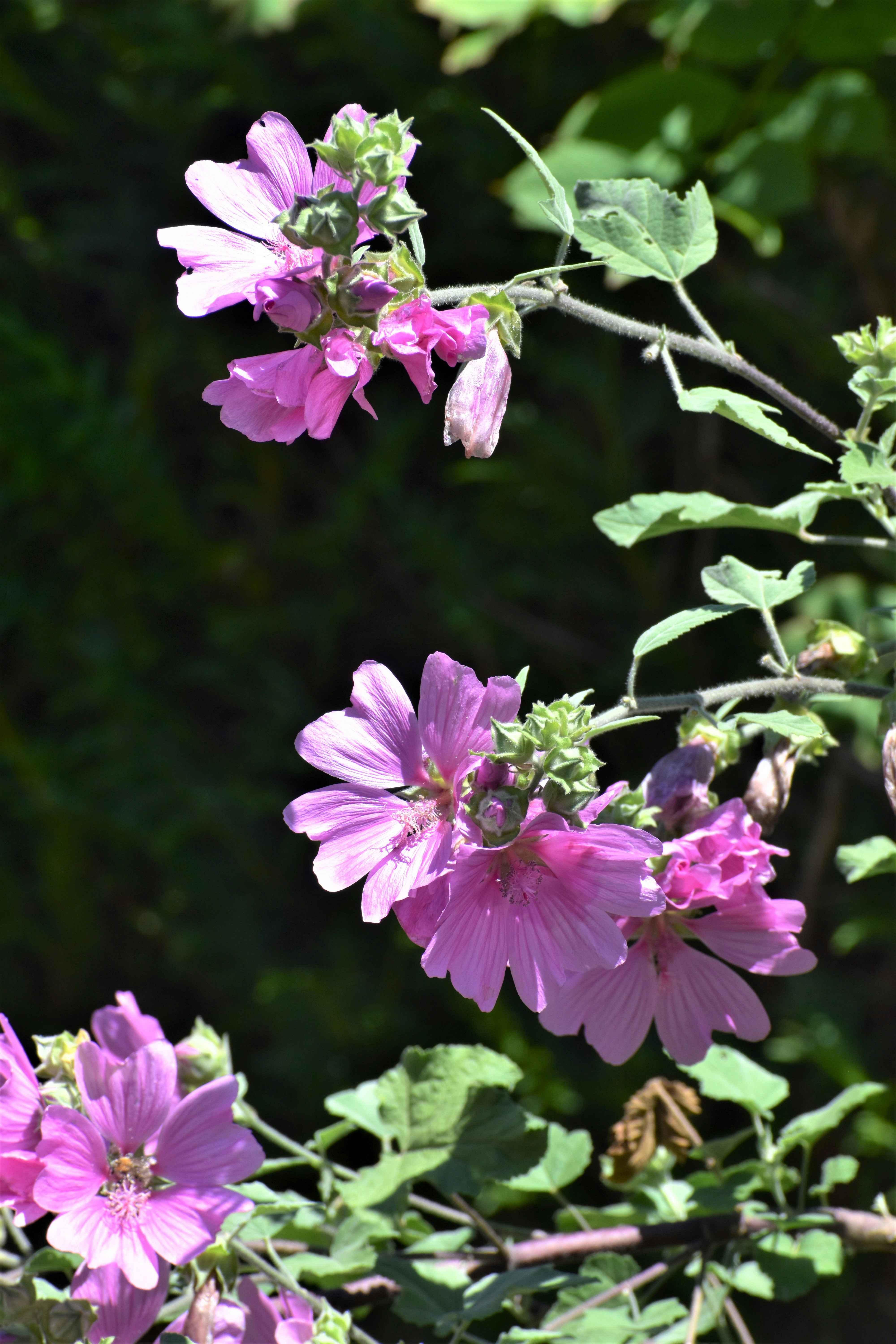 Photo by danielelarosa