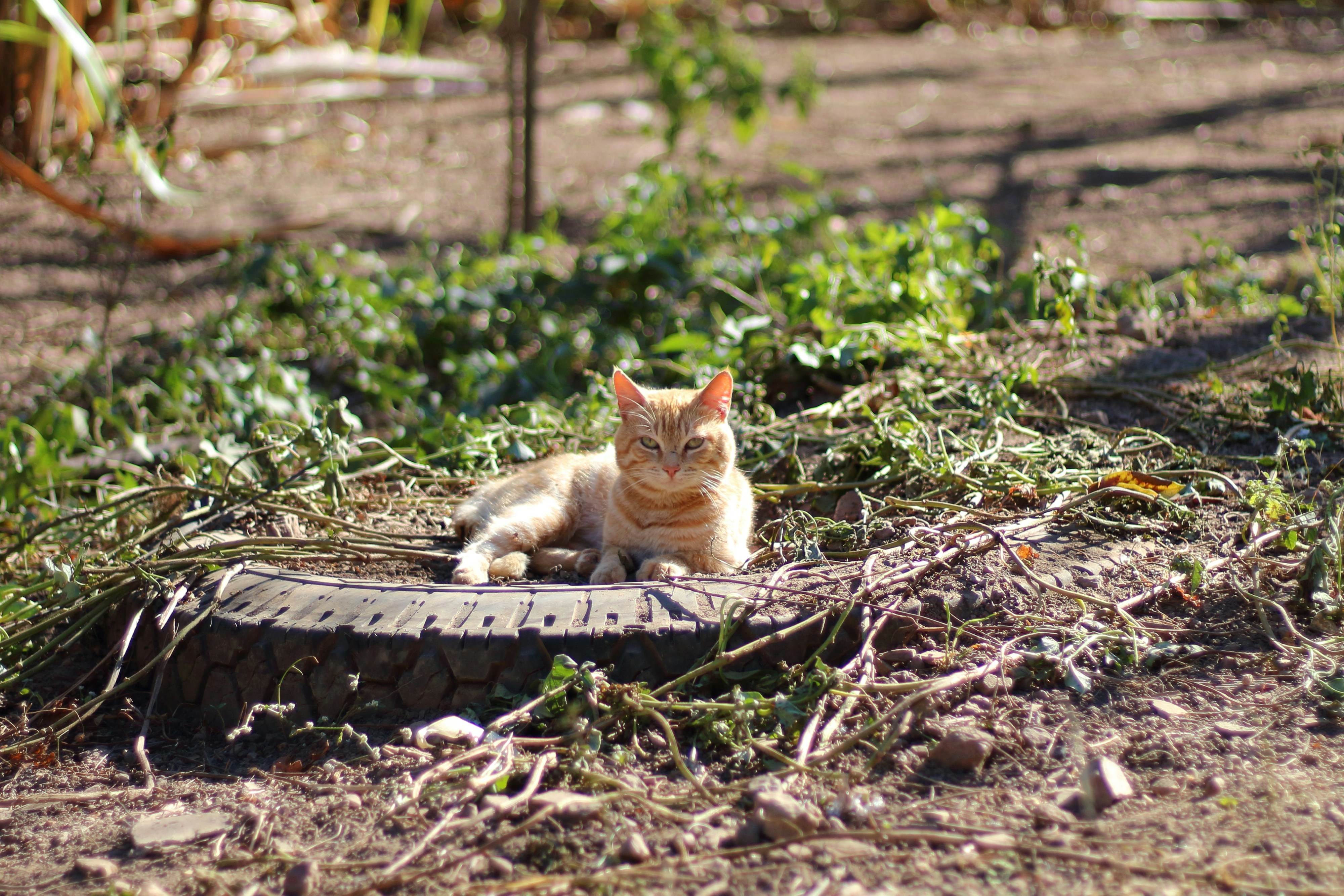 Photo by folhasobreagua