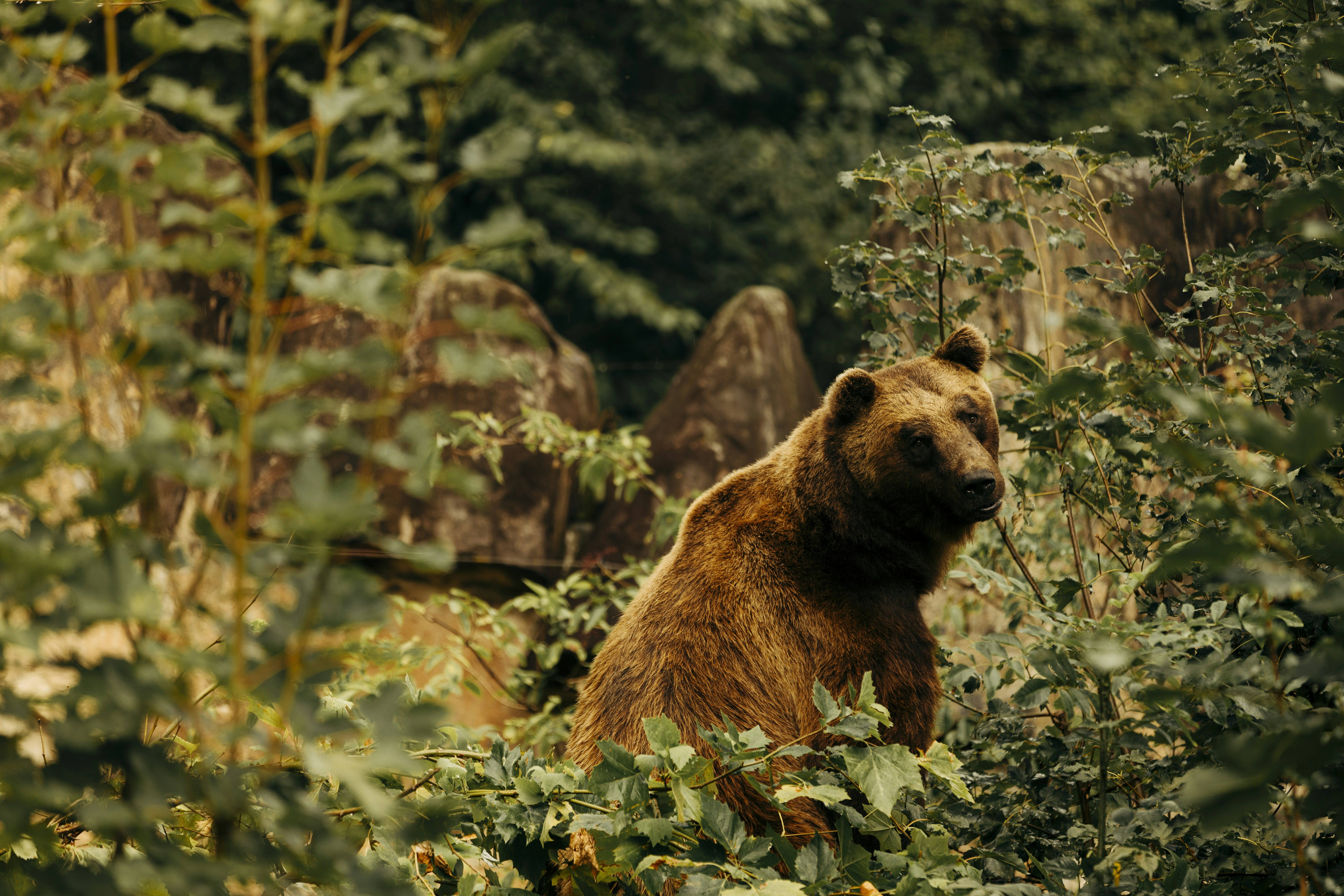 Brown bear peeking through foliage