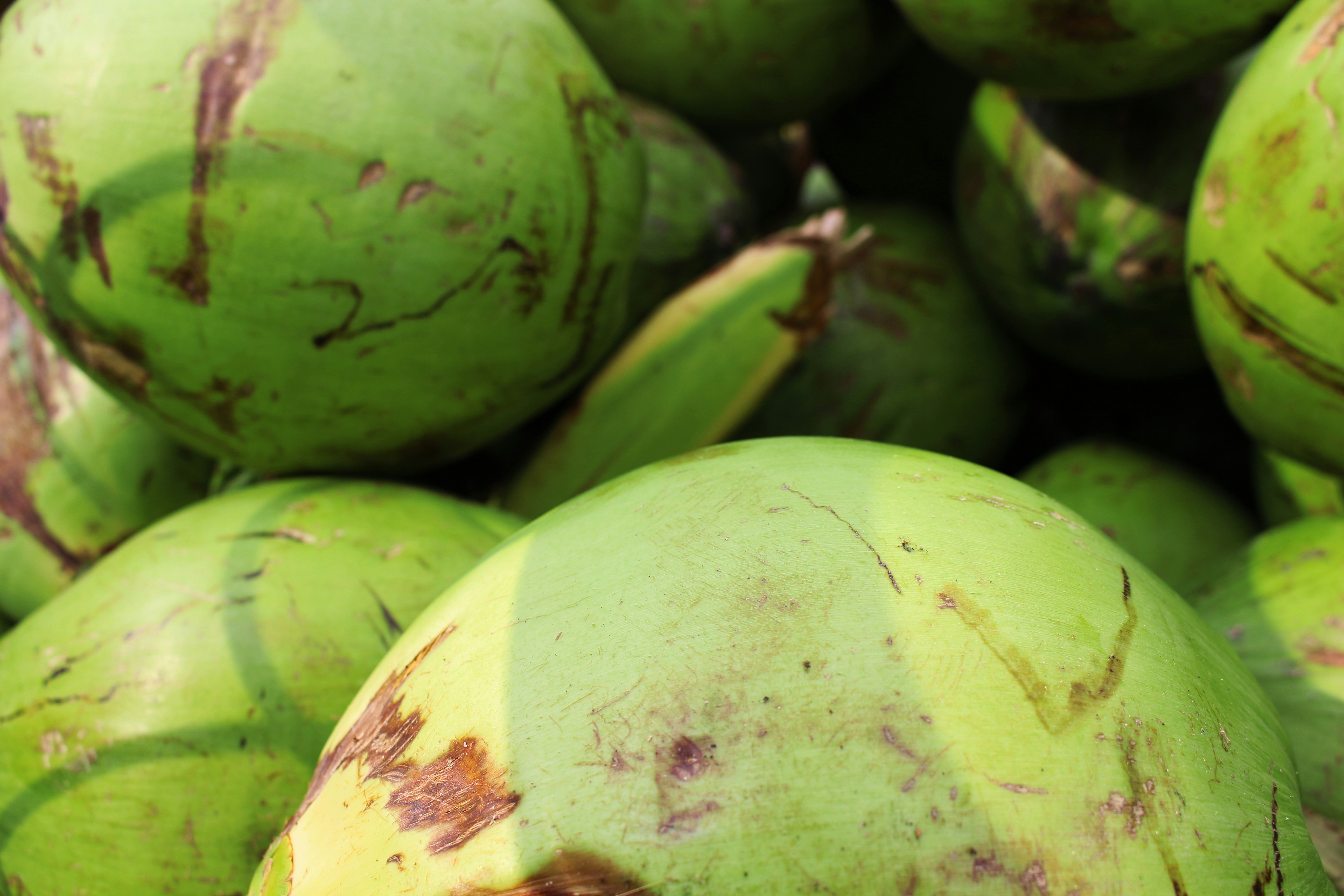 Heap of fresh green coconuts piled together