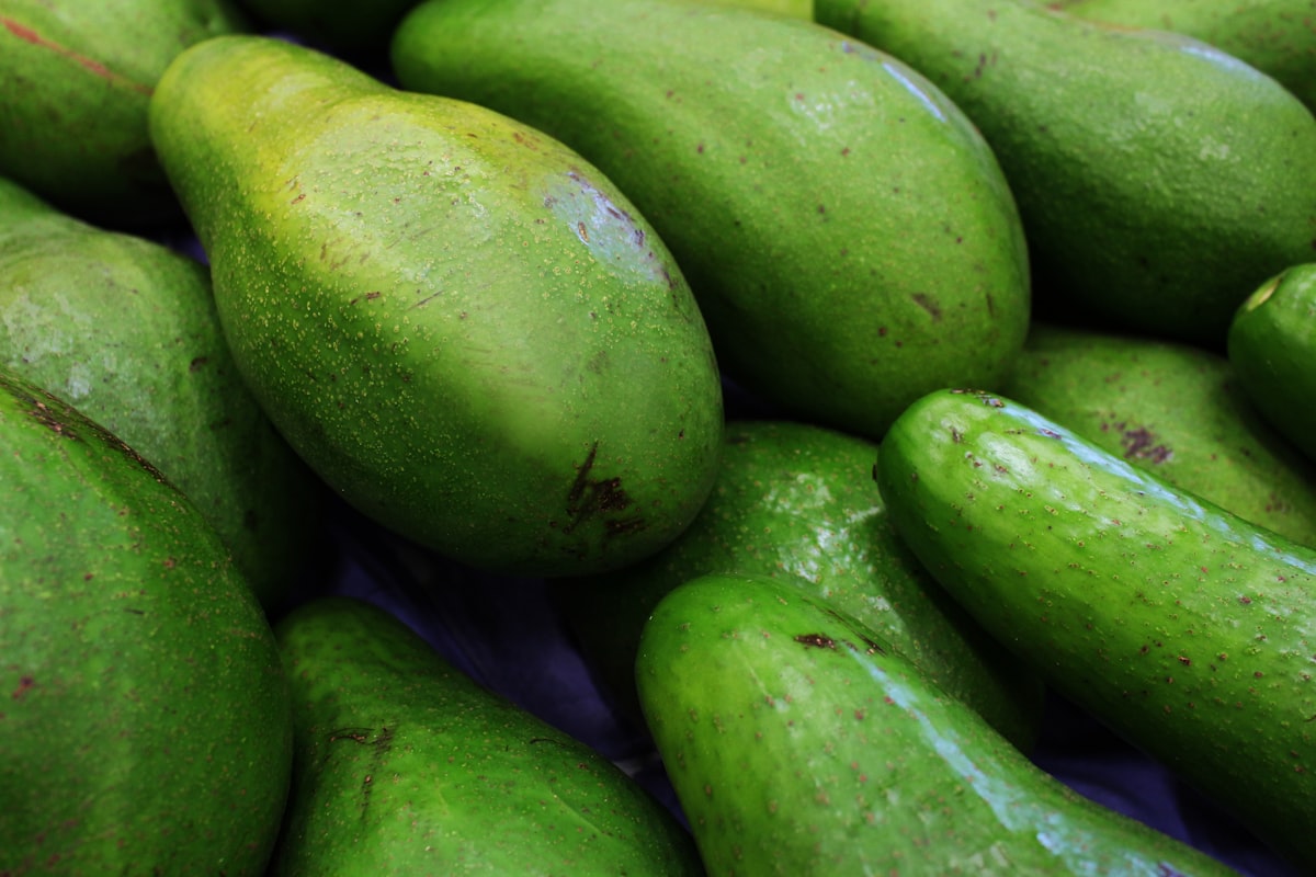 Avocado Farm