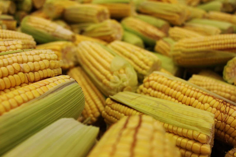 Jagung Madu Khas Makusa