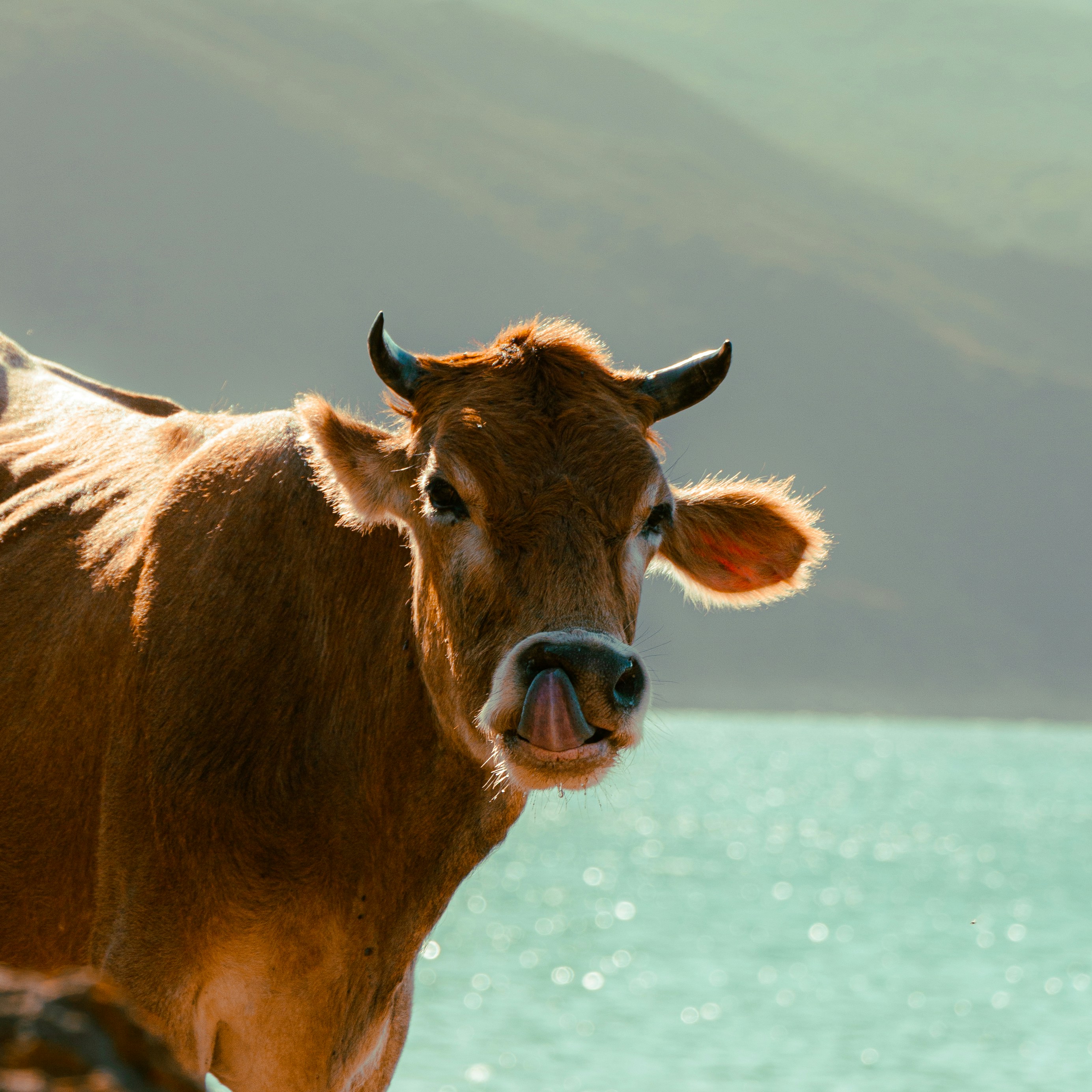 A brown cow with its tongue out by the water.