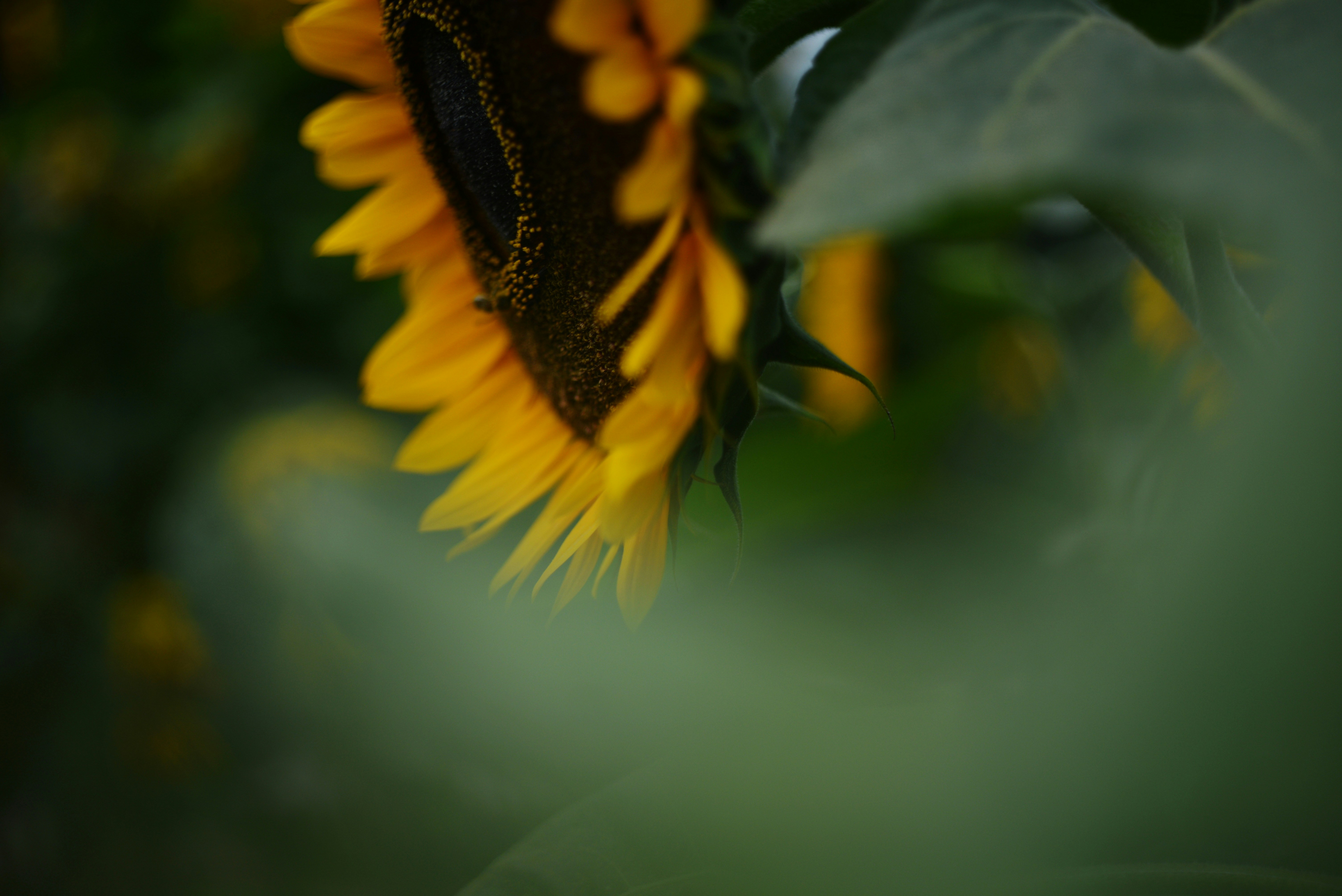 Photo by cherstve_pechivo