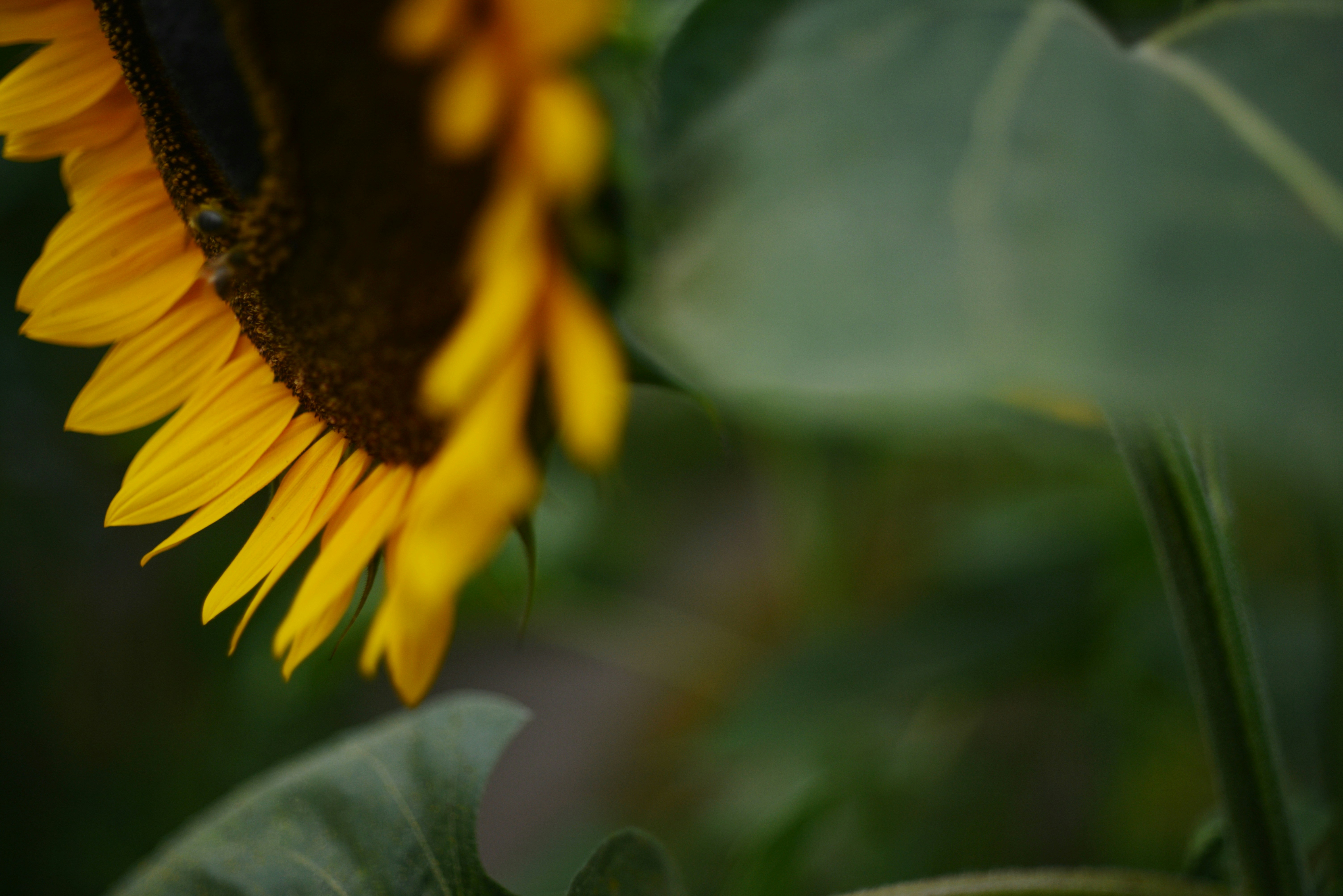 Photo by cherstve_pechivo