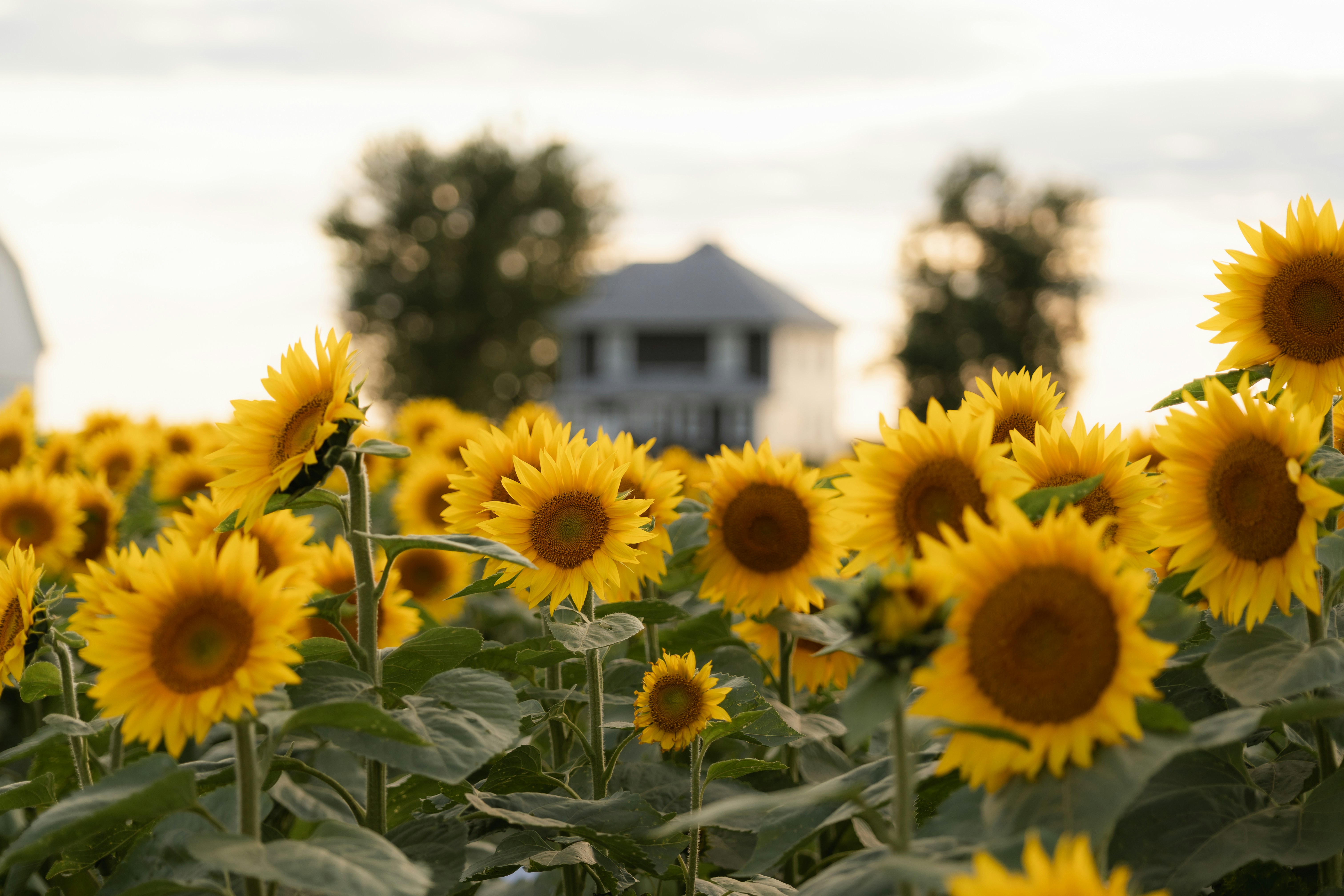 Field of sunflowers with farm buildings in background