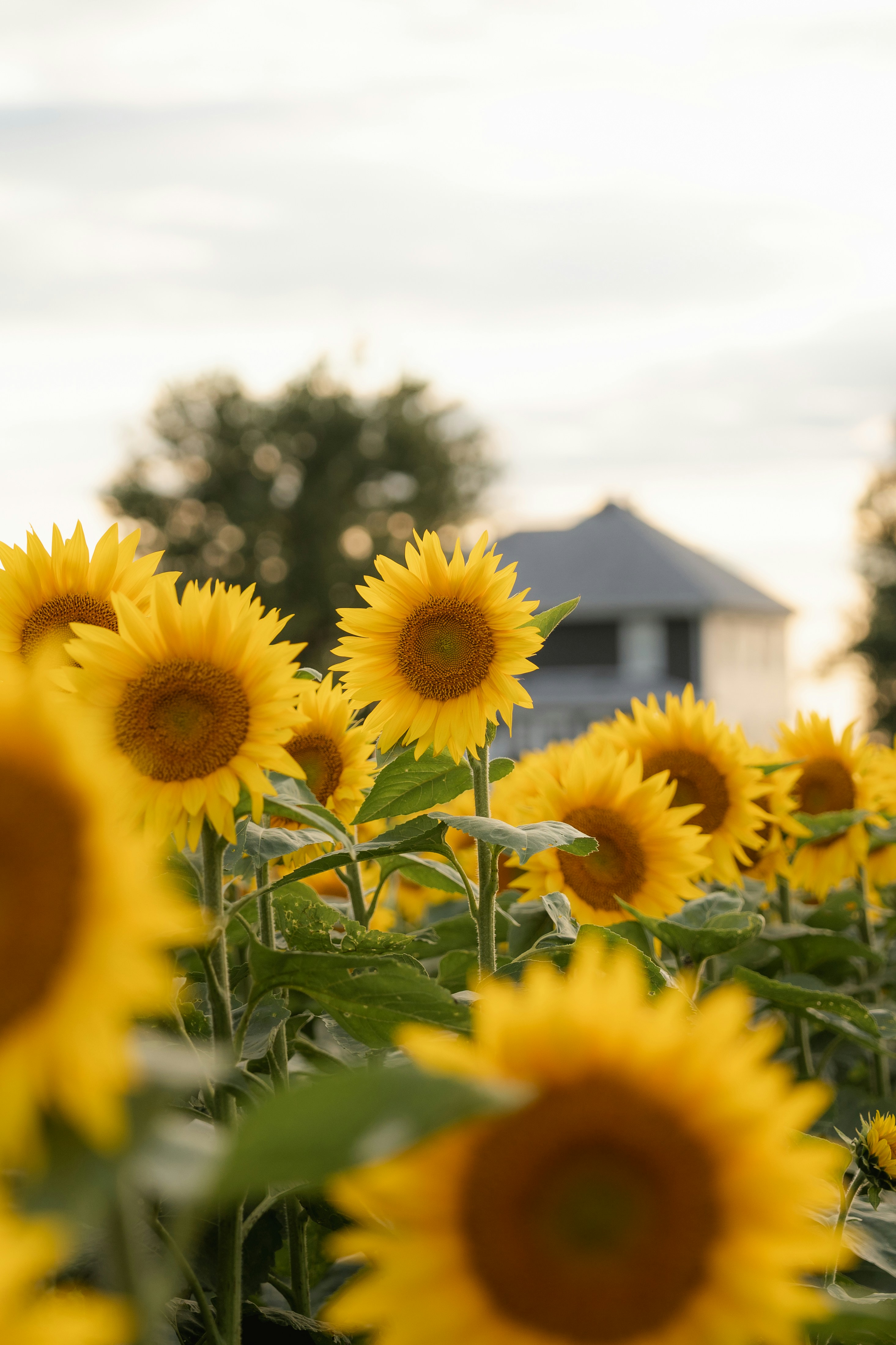 Field of sunflowers with a house in background