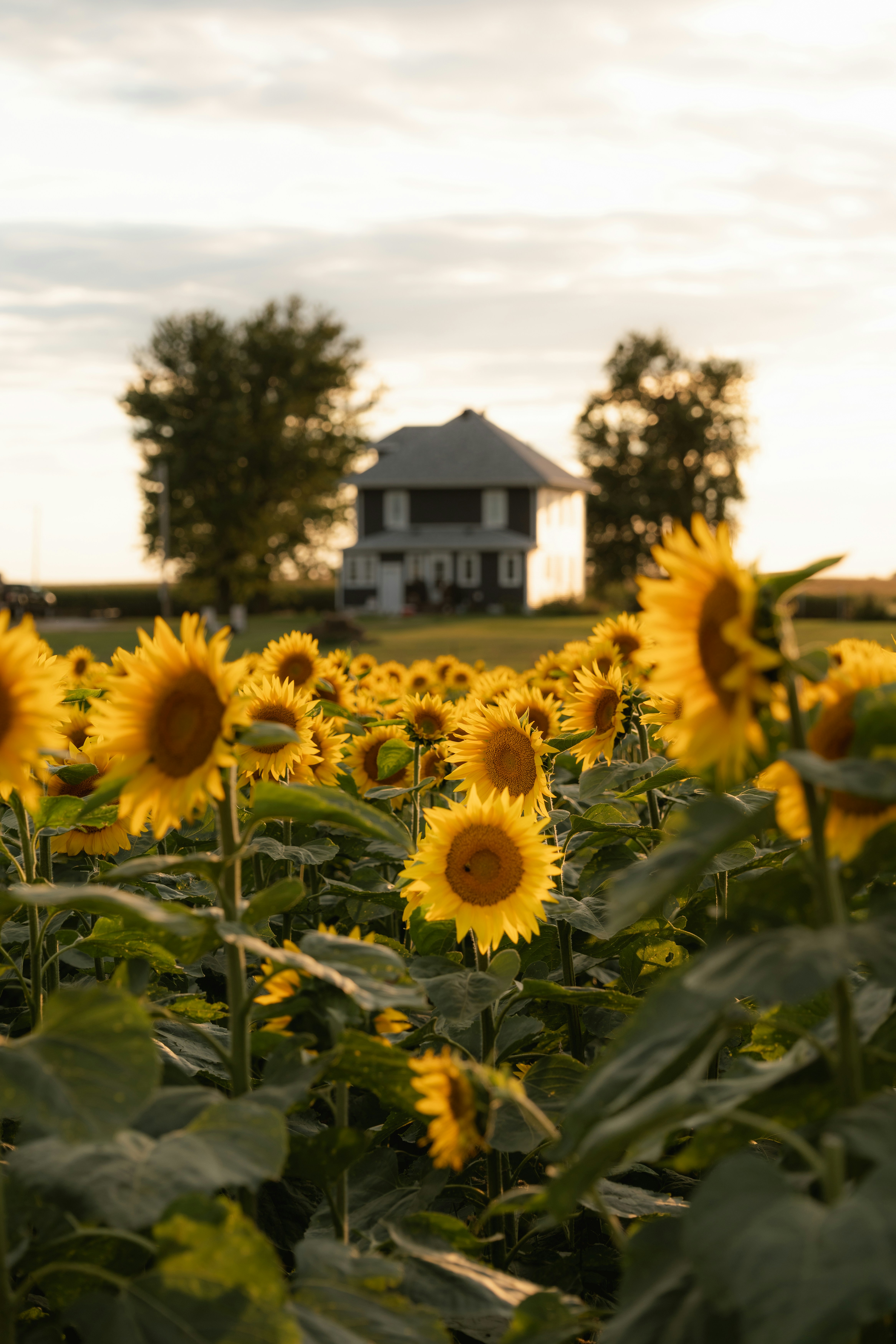 Field of sunflowers with a house in background