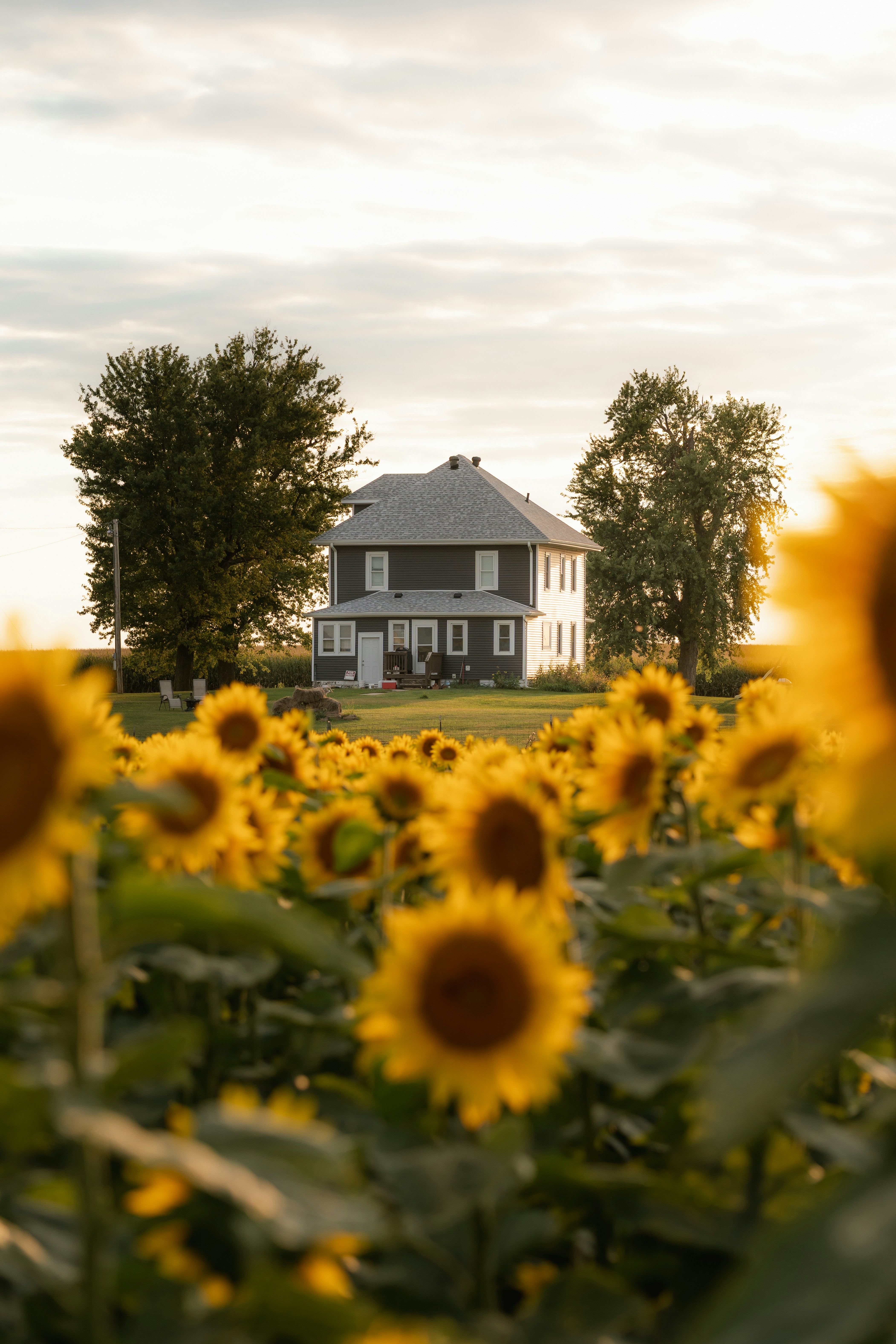 A house in a sunflower field at sunset