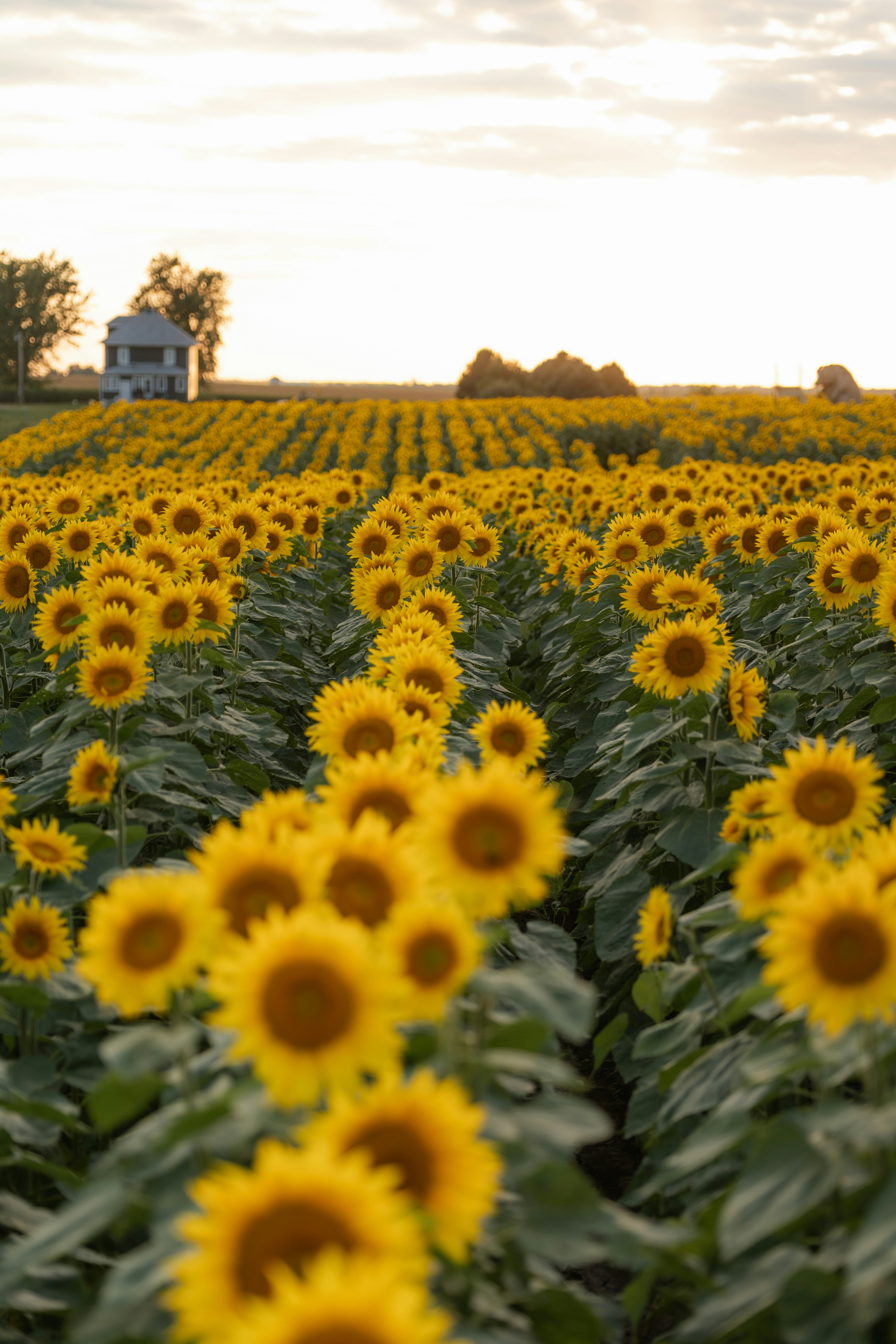 Rows of sunflowers in a field with a house.