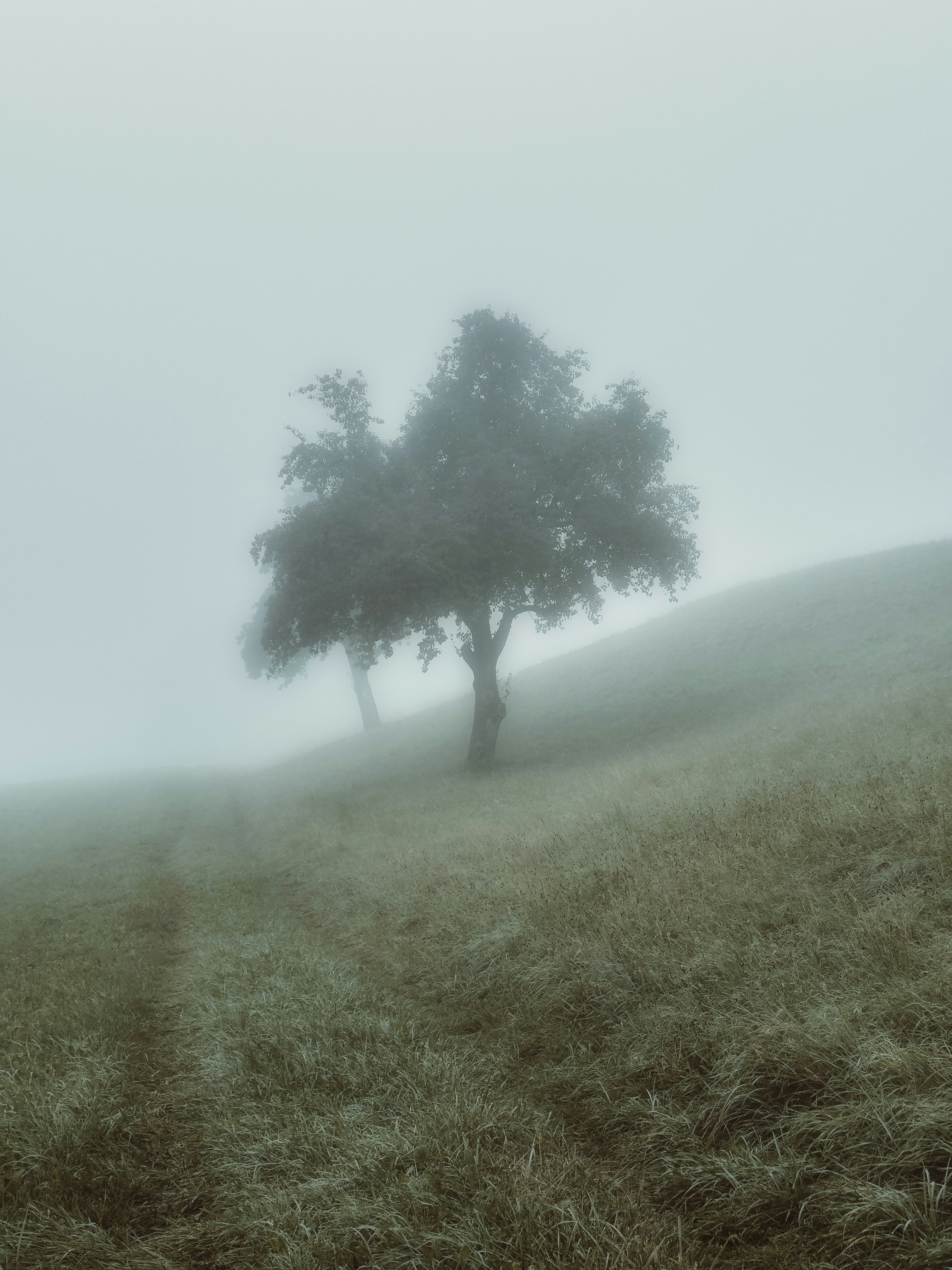 Two trees on a foggy hillside with a path.