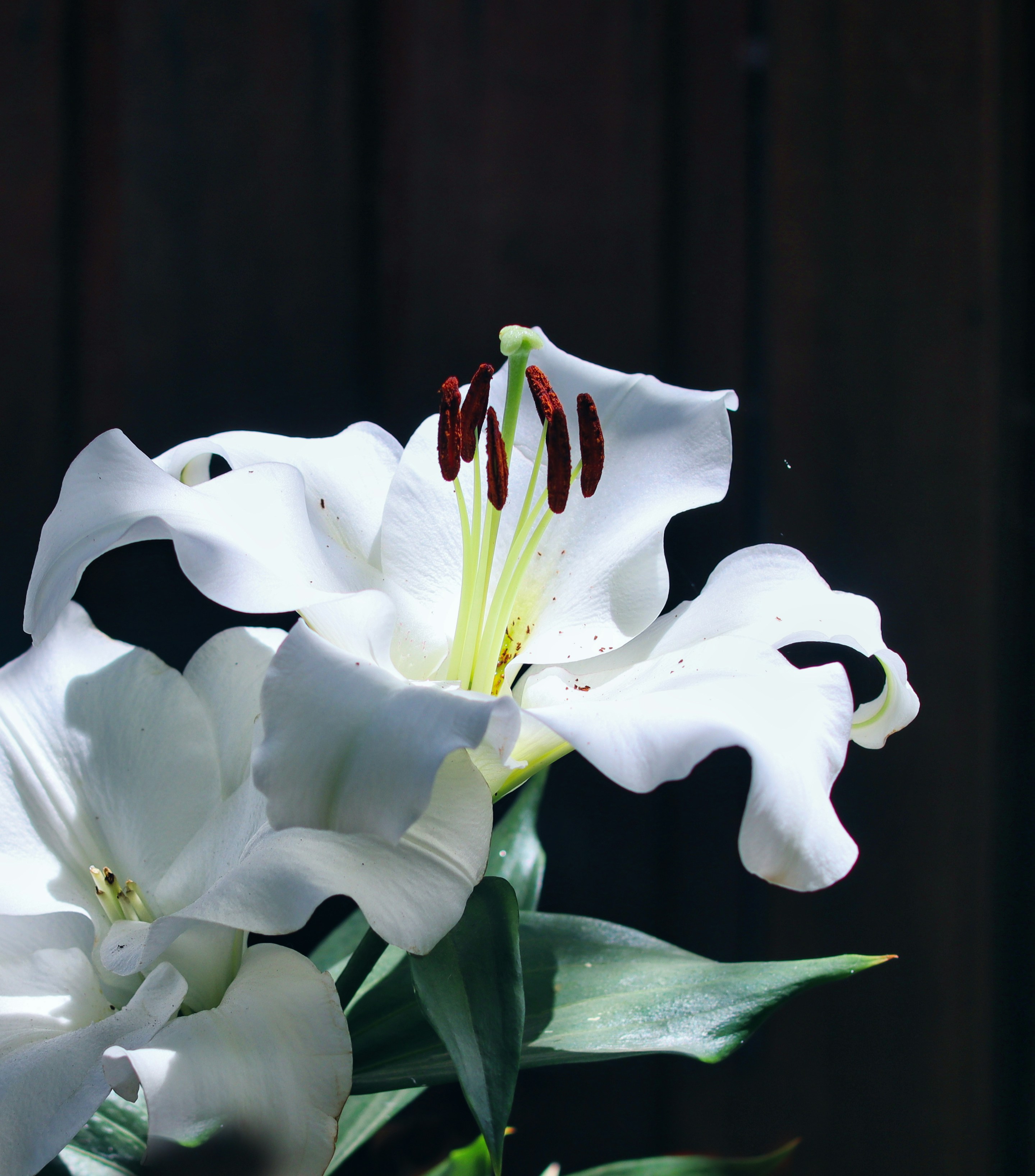 Photo by gmoadoribbeck