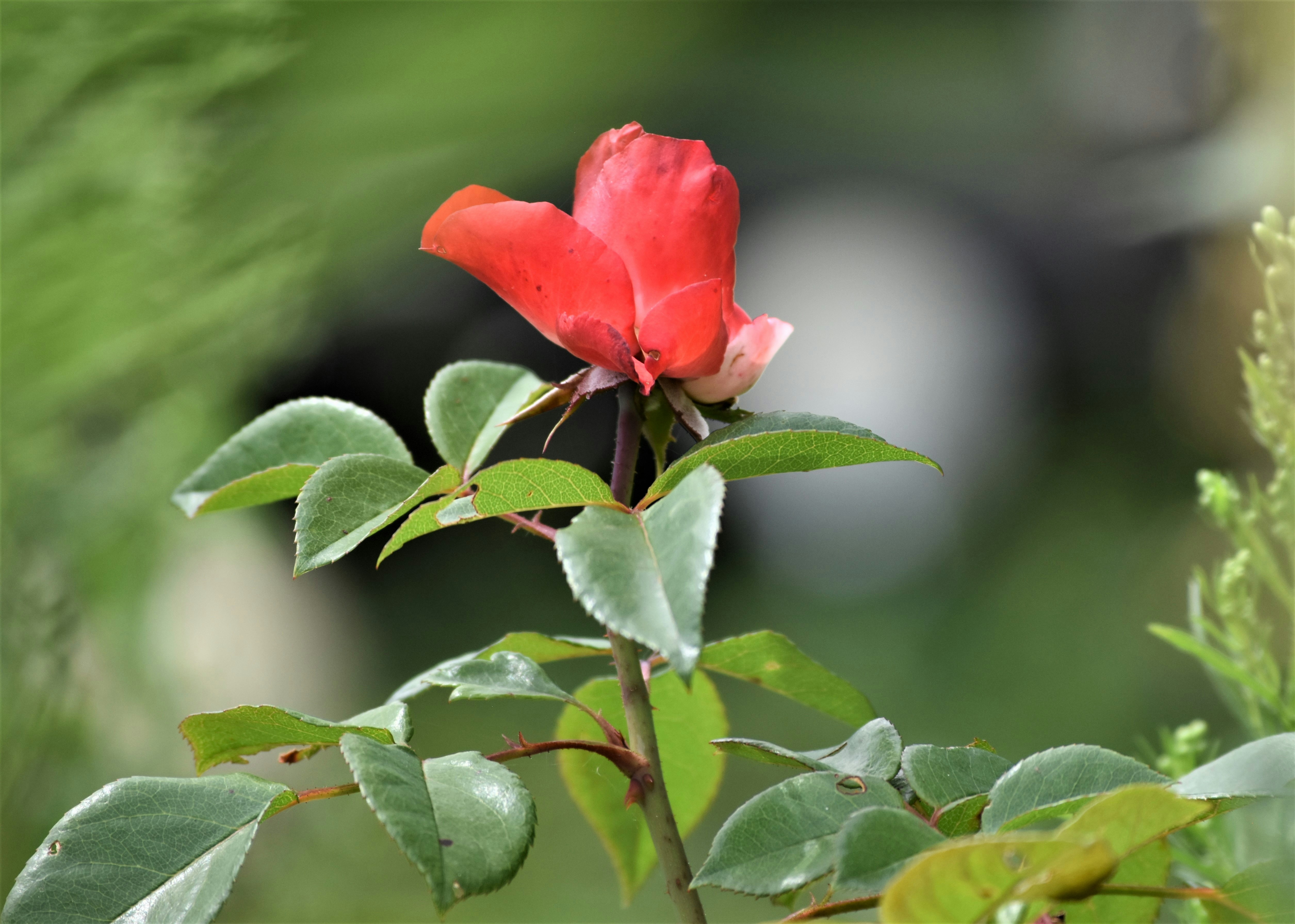 Photo by danielelarosa