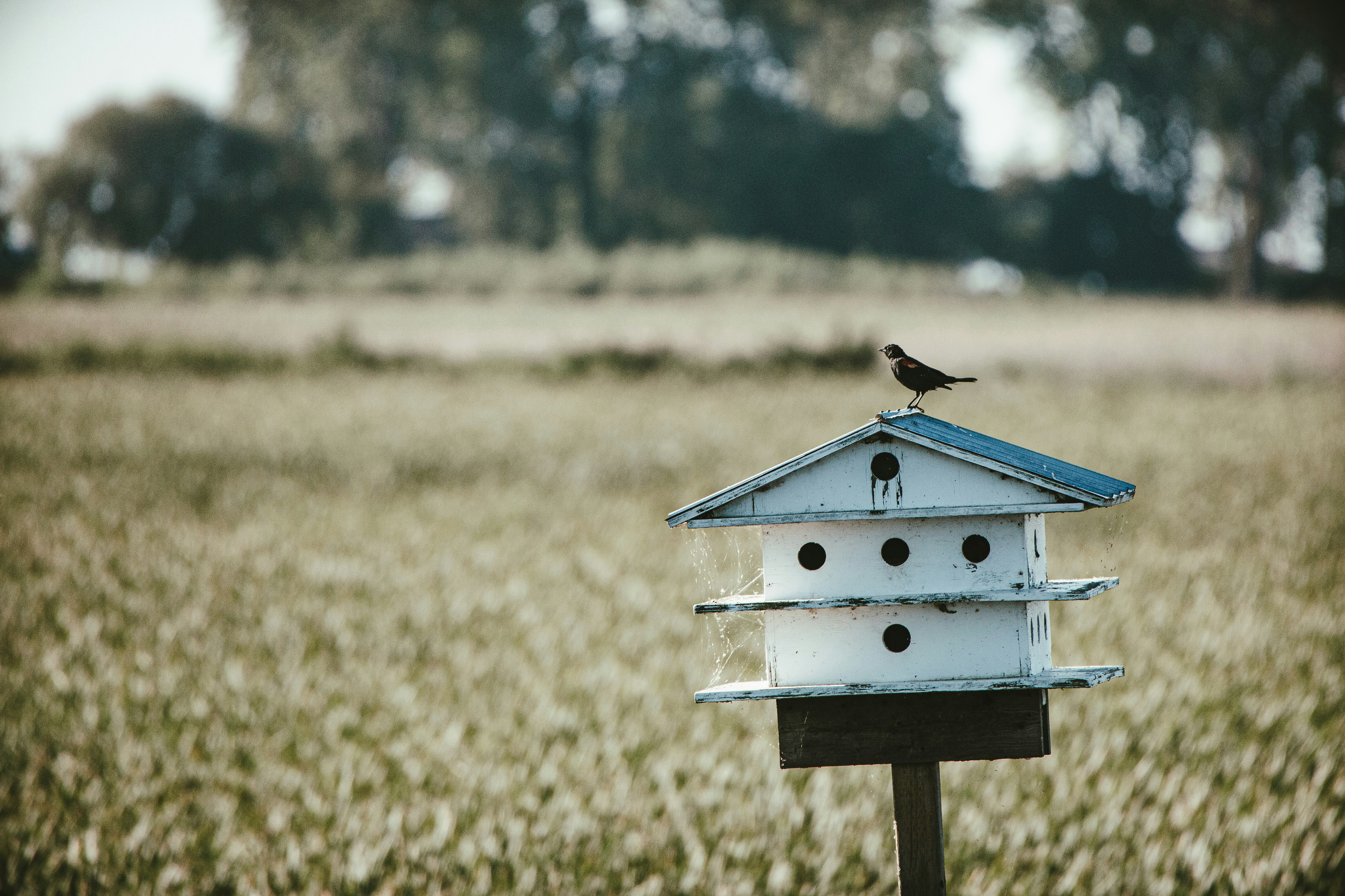 A bird perches on a white birdhouse in a field.