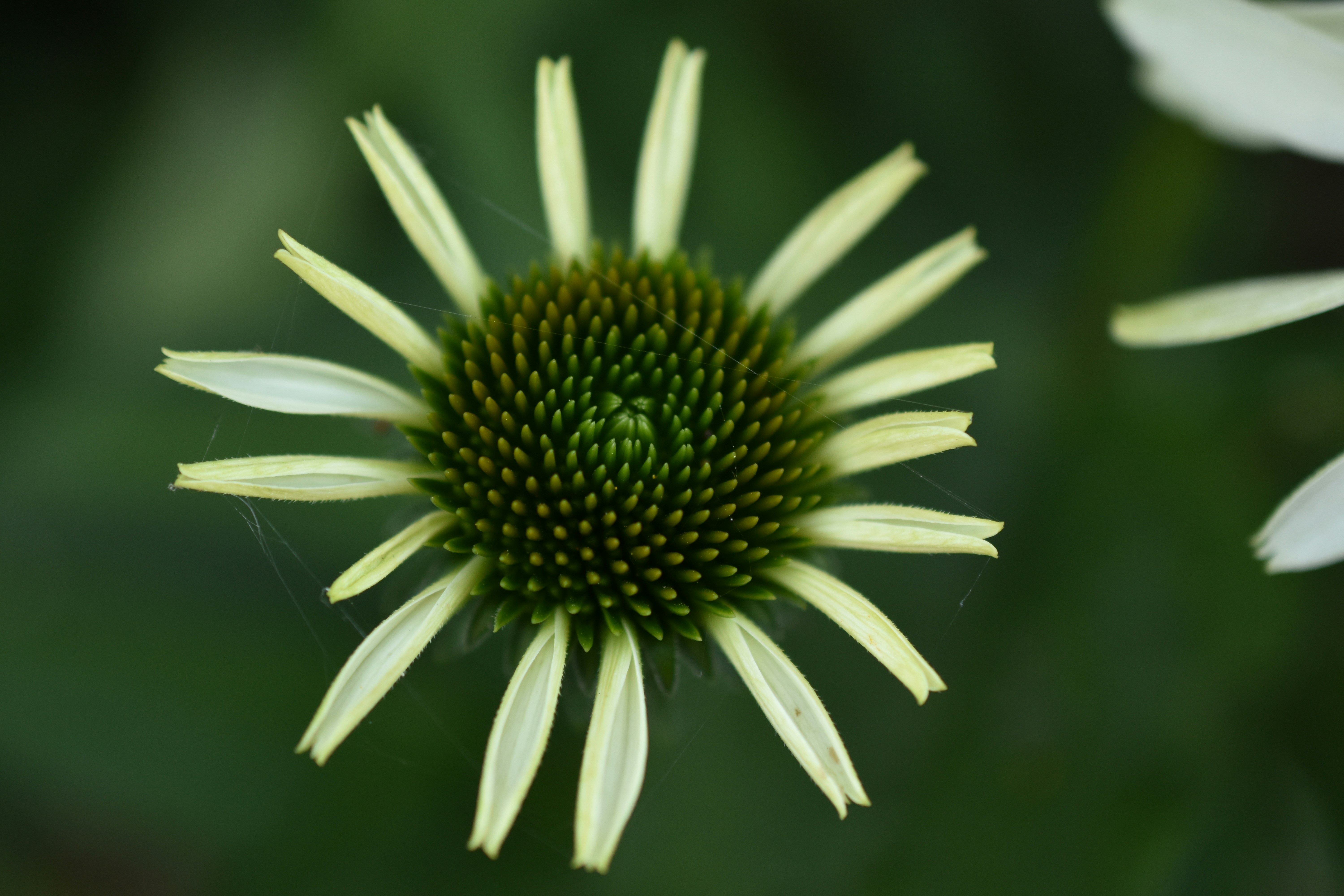 옅은 노란색 에키네시아 꽃의 클로즈업. 사진 – Unsplash의 무료 꽃 이미지, image size:3000x2000