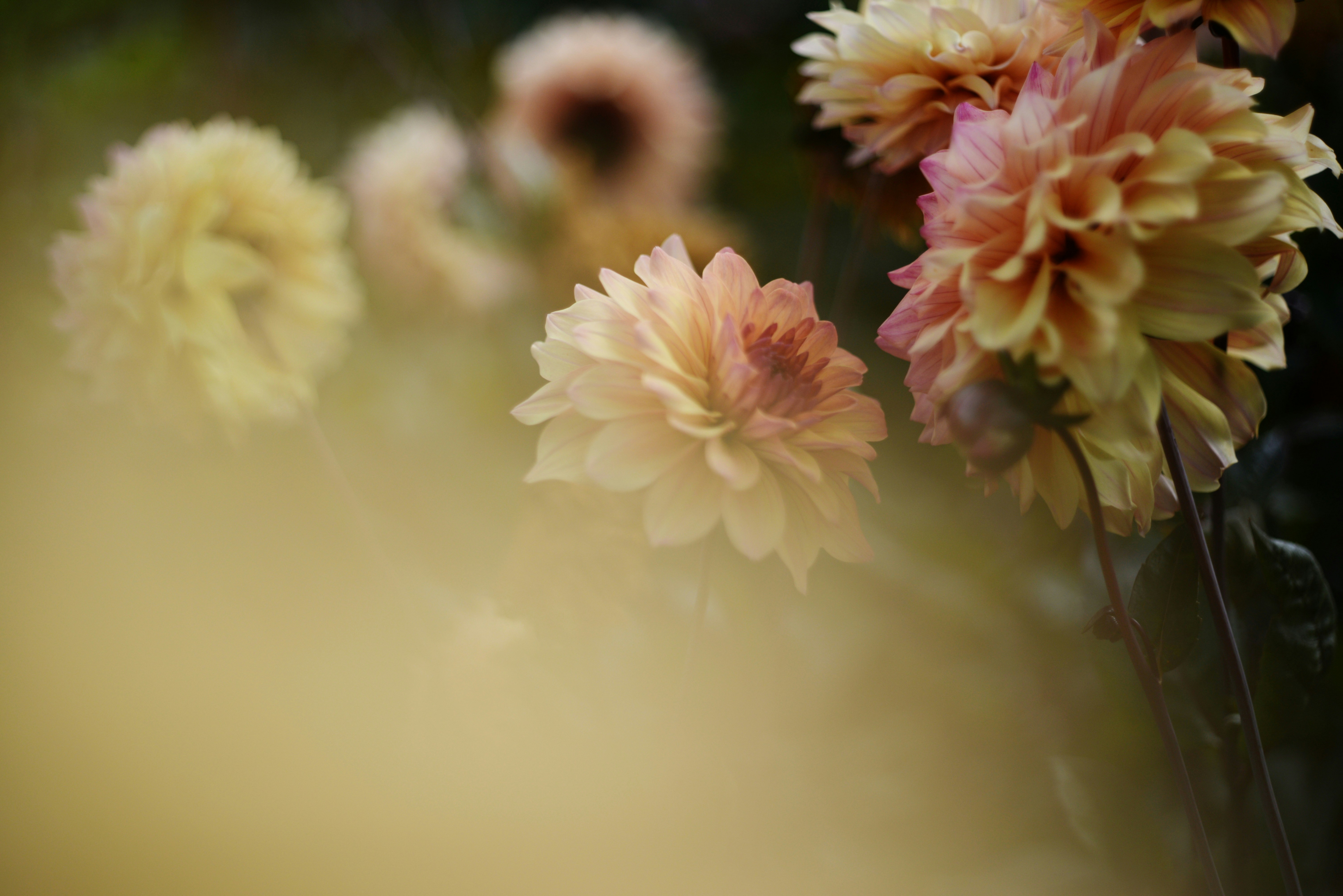 Photo by cherstve_pechivo